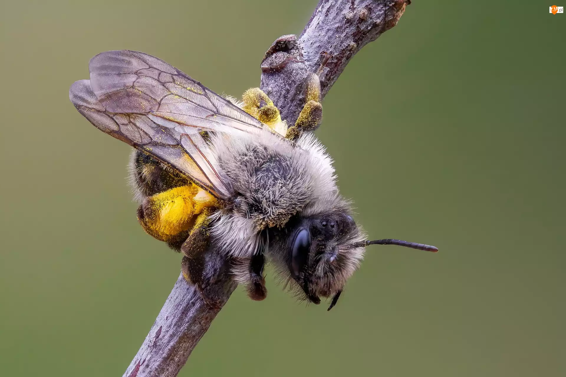 Pszczoła, Makro, Pszczolinka napiaskowa, Zbliżenie