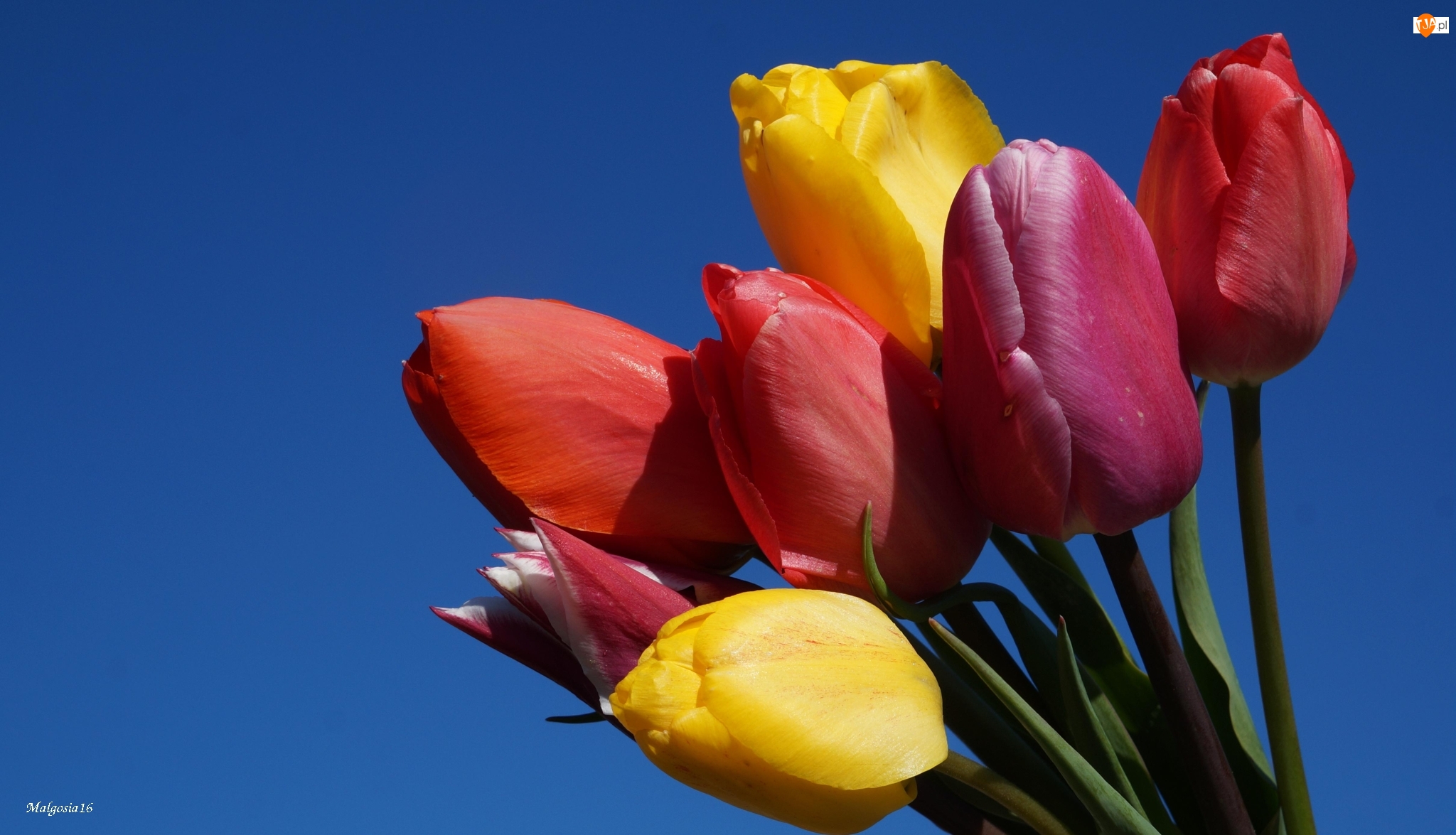 Kolorowe, Niebo, Tulipany, Bukiet