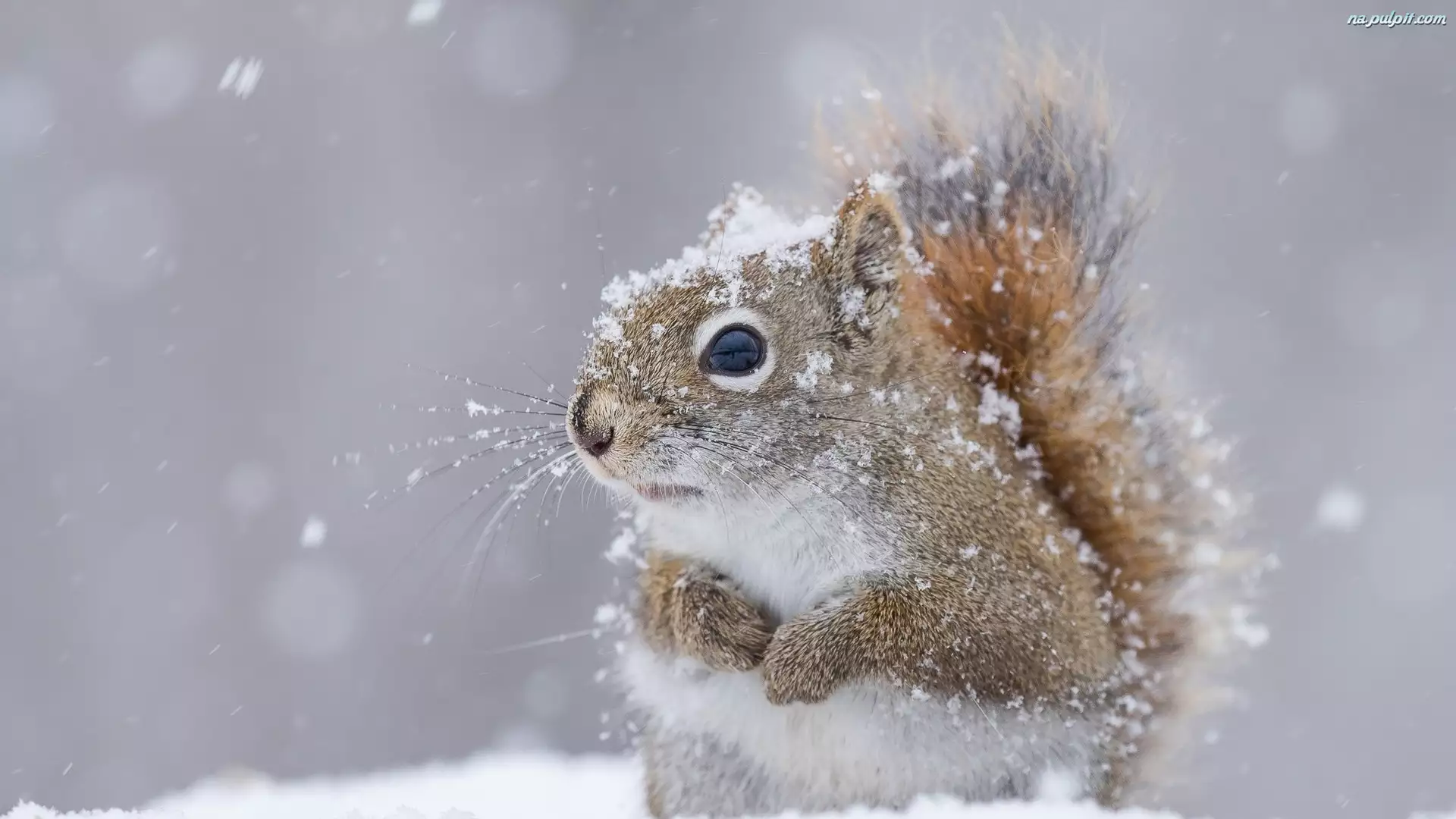 Zima, Wiewiórka, Śnieg