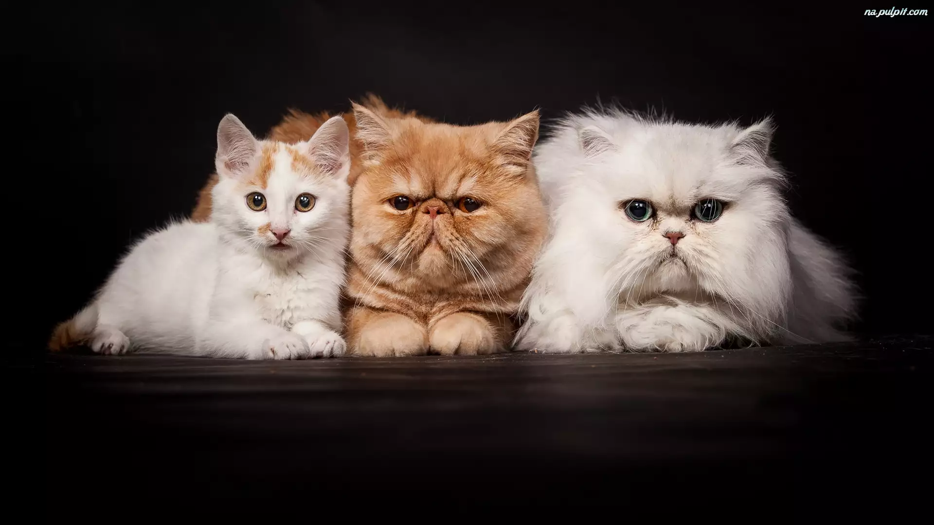 Trzy, Kot perski biały, Koty, Kot egzotyczny