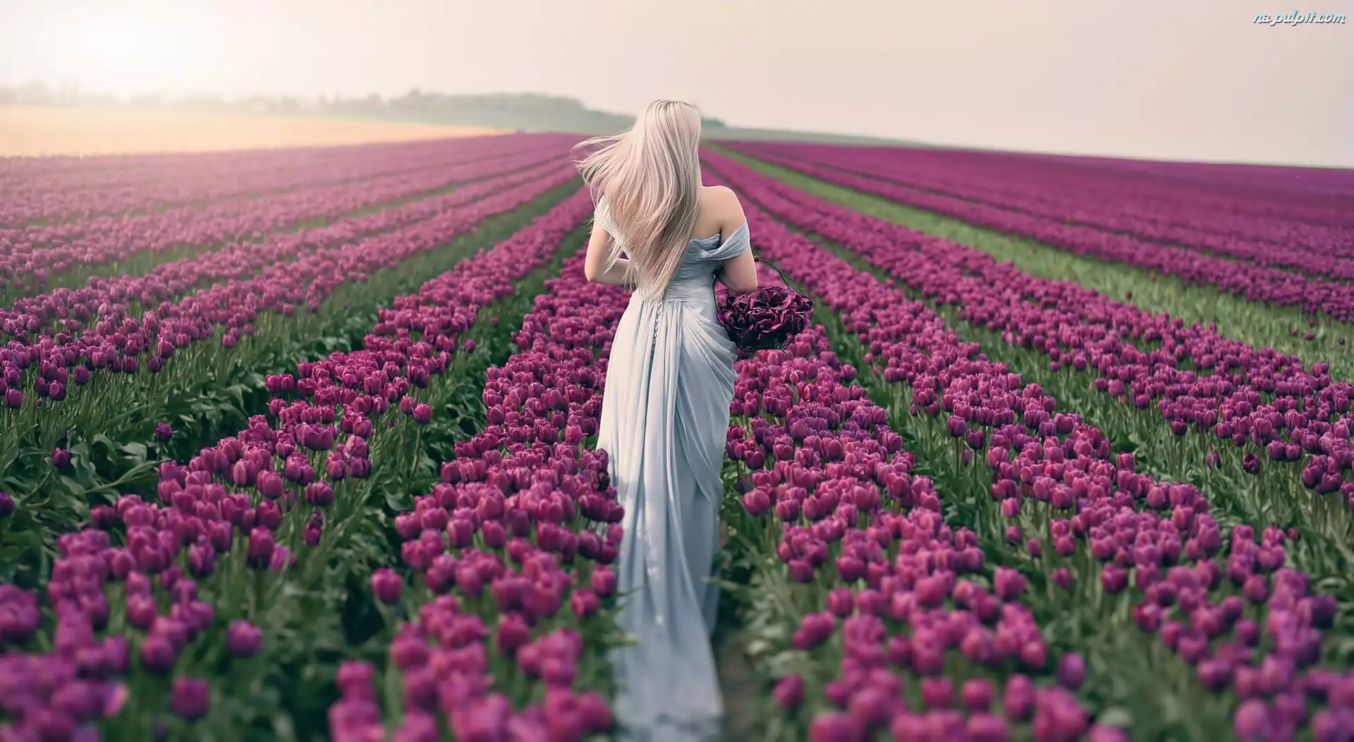 Pole tulipanów, Kobieta, Blondynka