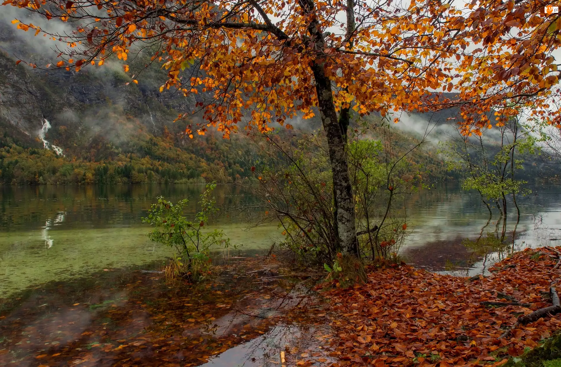 Park Narodowy Triglav, Jesień, Liście, Słowenia, Jezioro Bohinjsko, Góry, Drzewo
