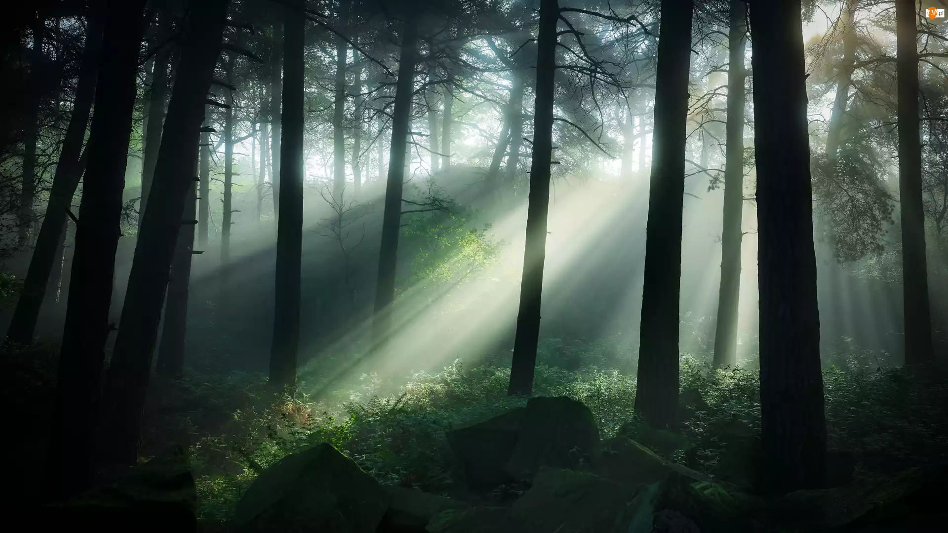 Las, Przebijające Światło, Drzewa, Mgła