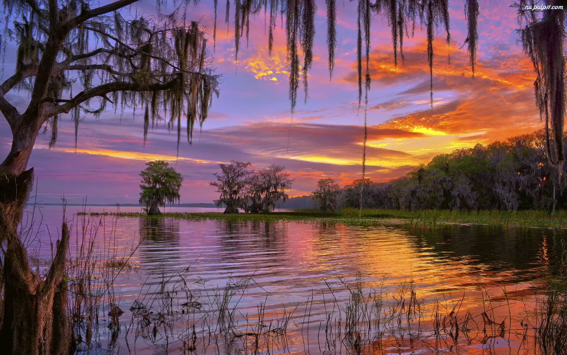 Drzewa, Stany Zjednoczone, Zachód słońca, Stan Floryda, Jezioro Istokpoga