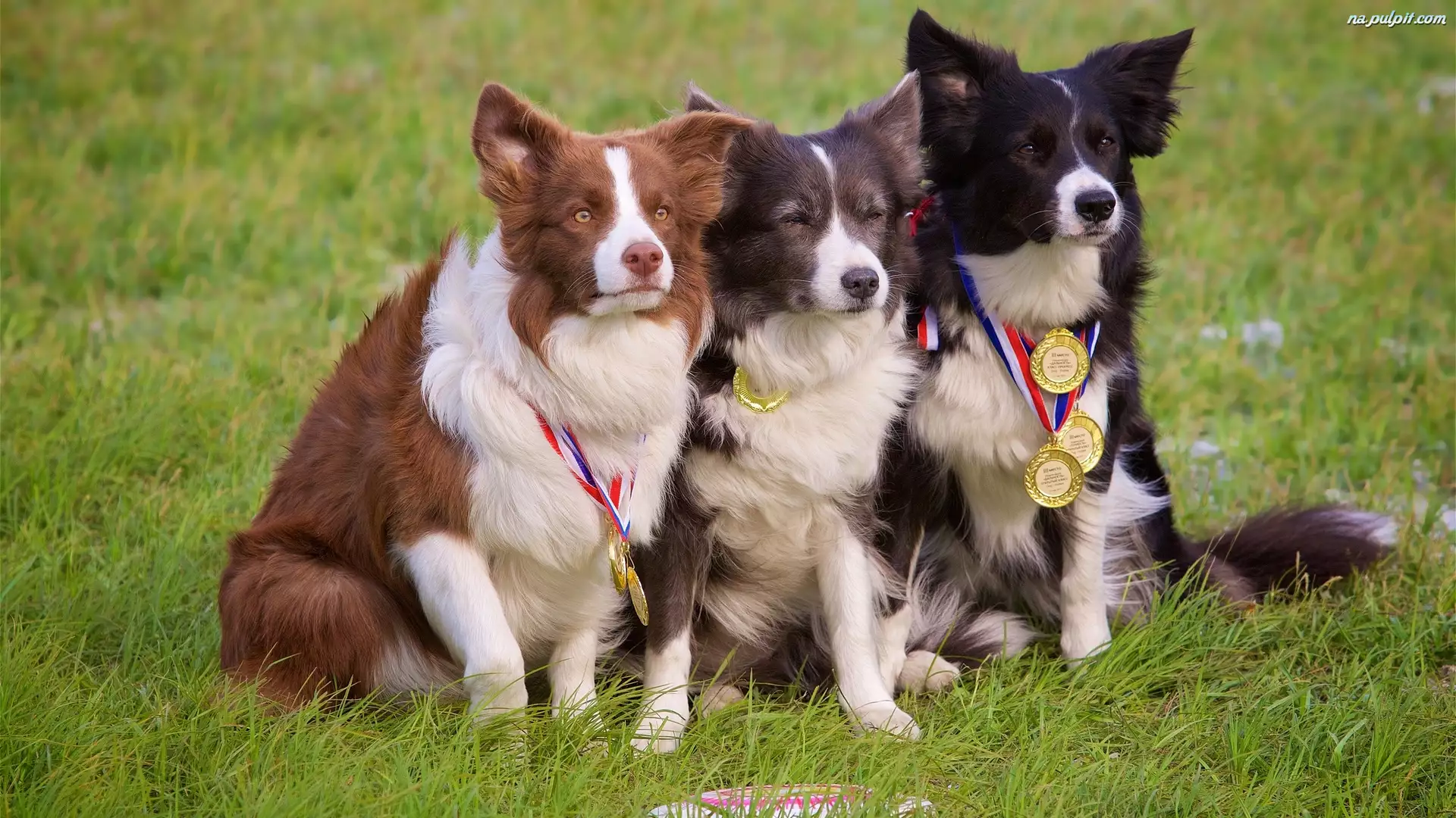 Łąka, Medale, Border collie, Psy, Trawa