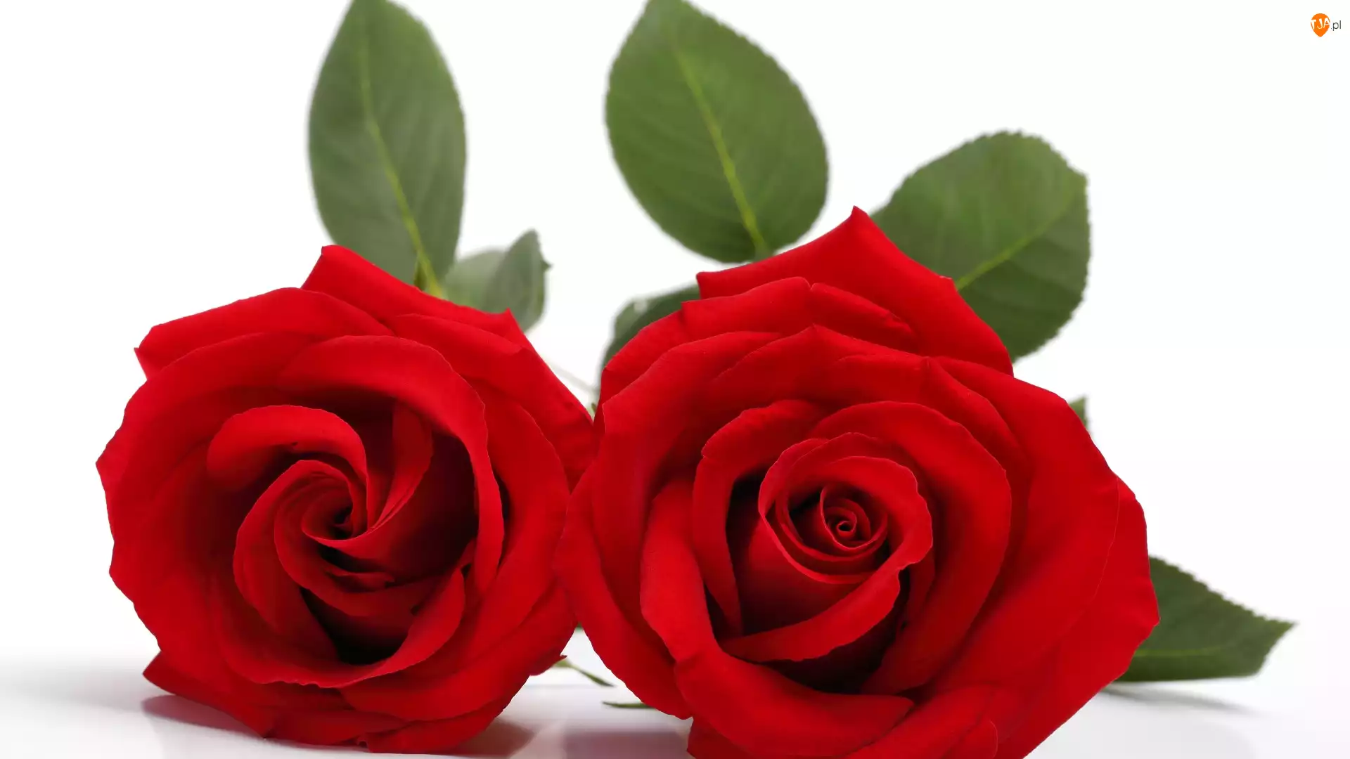 Kwiat, Róża, Czerwony