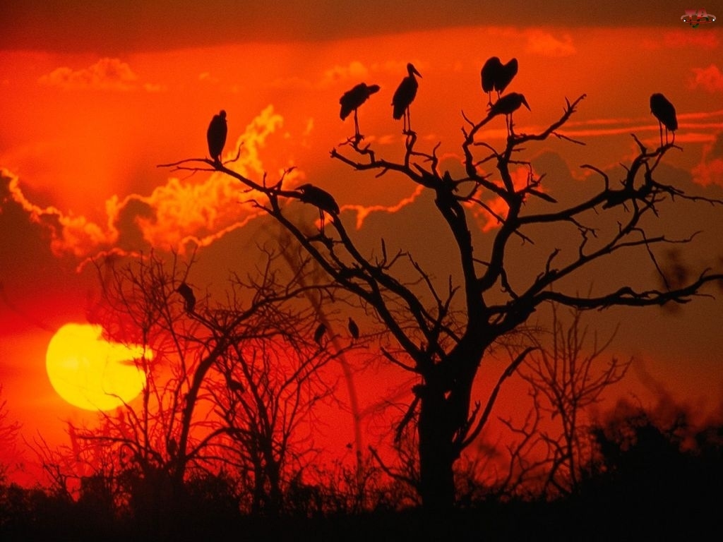 Zachód Słońca, Afryka, Drzewo