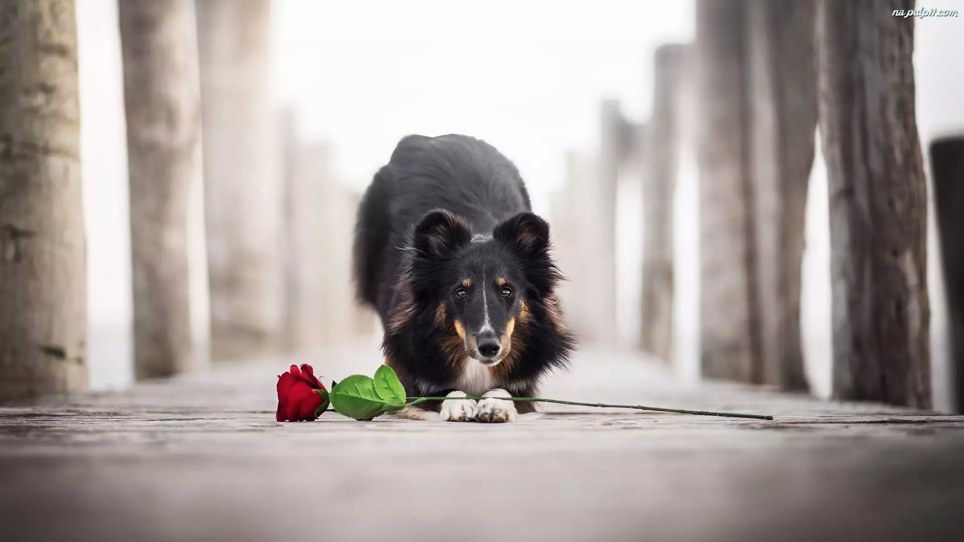 Pies, Róża, Owczarek szetlandzki, Kwiat