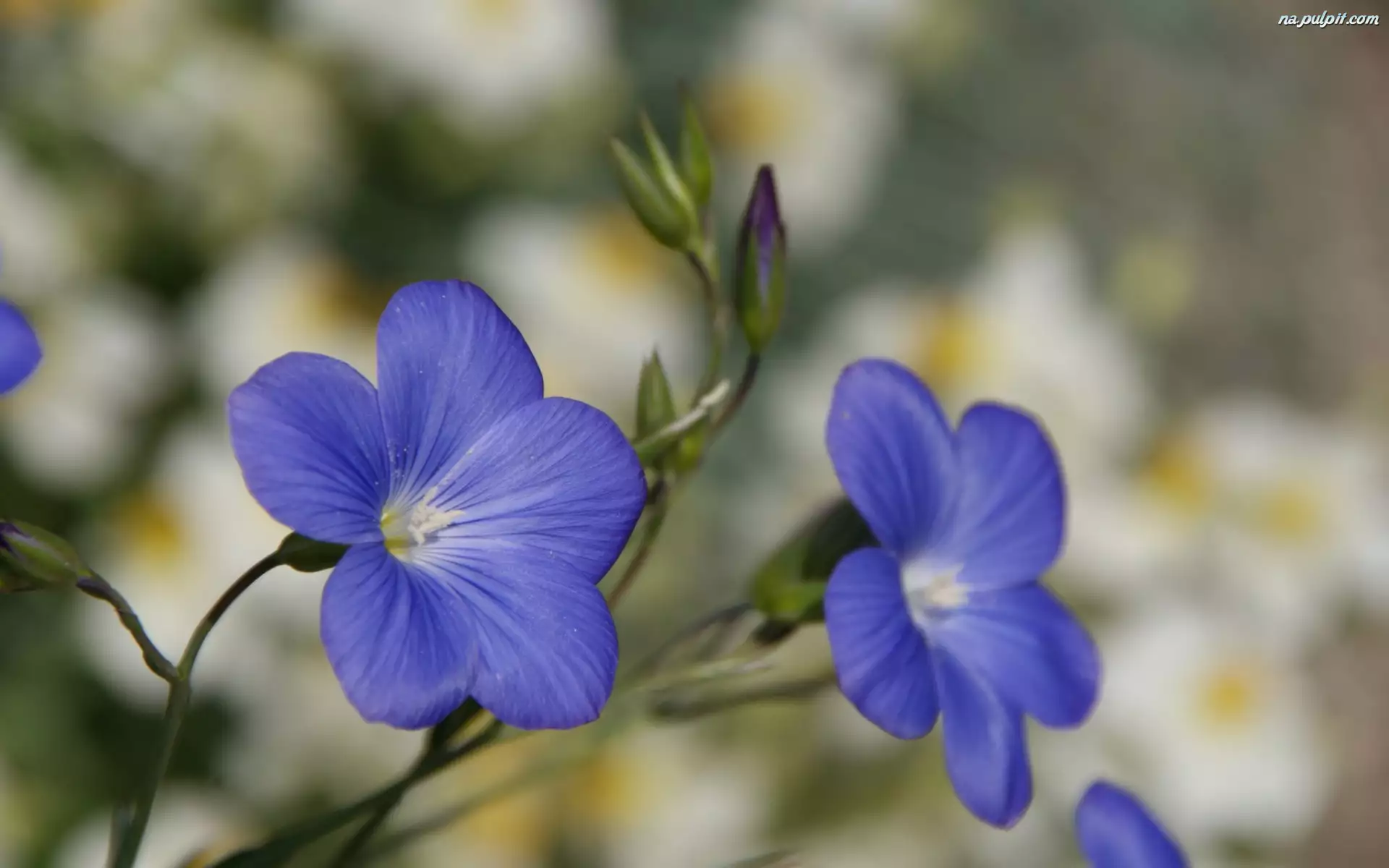 Len, Niebieskie, Kwiaty