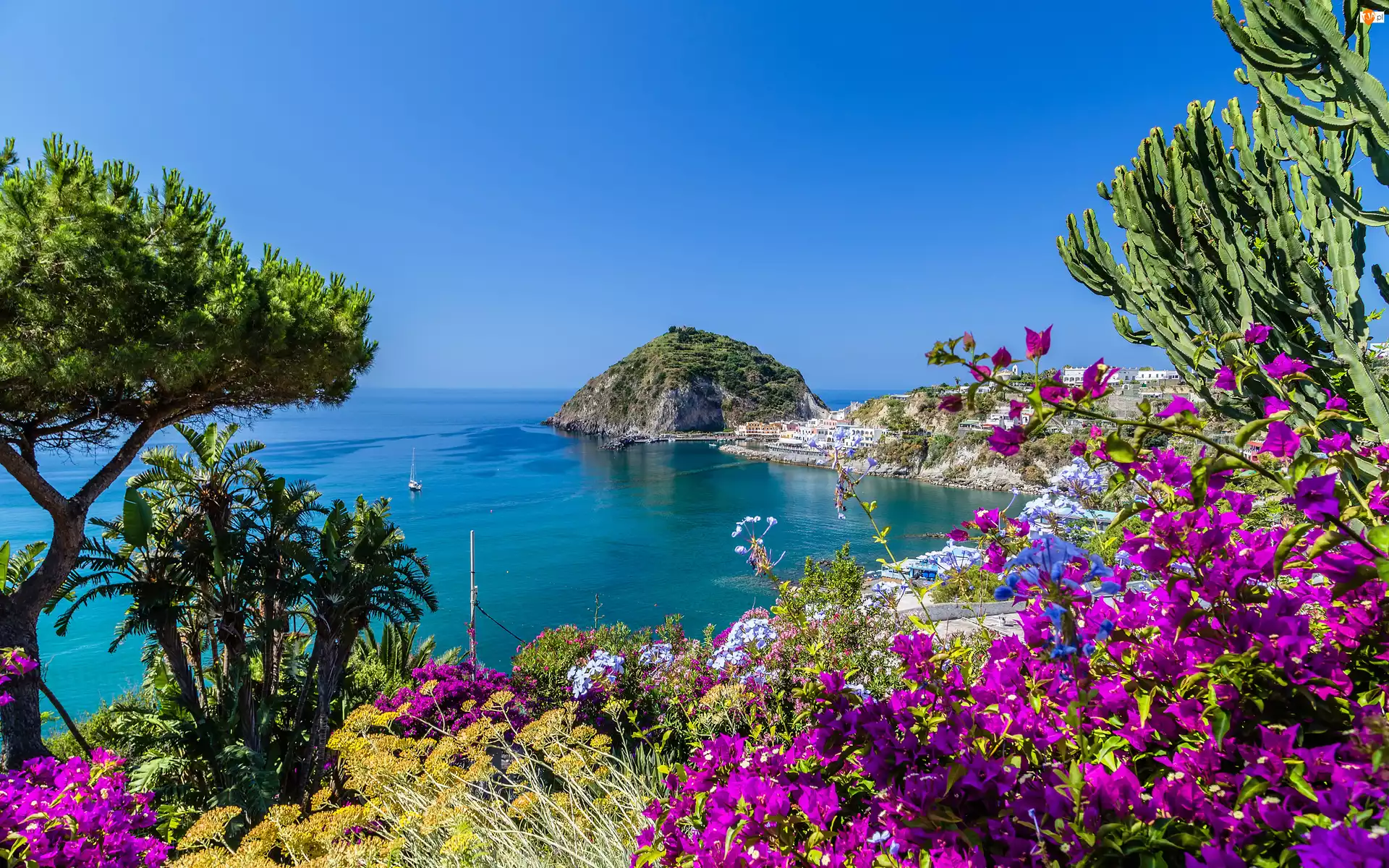 Kwiaty, Wybrzeże, Zatoka Neapolitańska, Włochy, Roślinność, Wyspa Ischia, Morze Tyrreńskie
