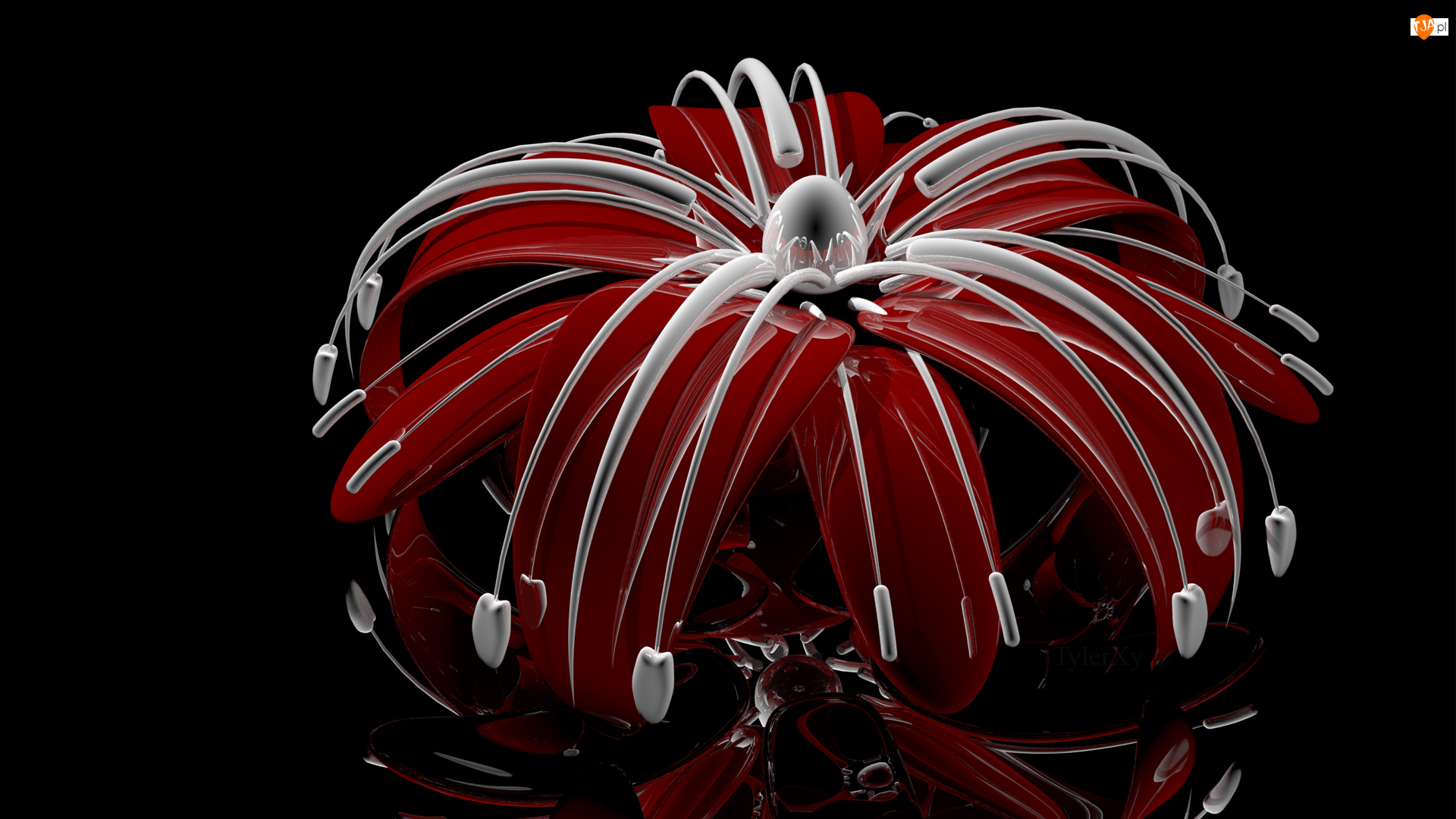 Pręciki, Grafika 3D, Kwiat, Czerwony, Białe
