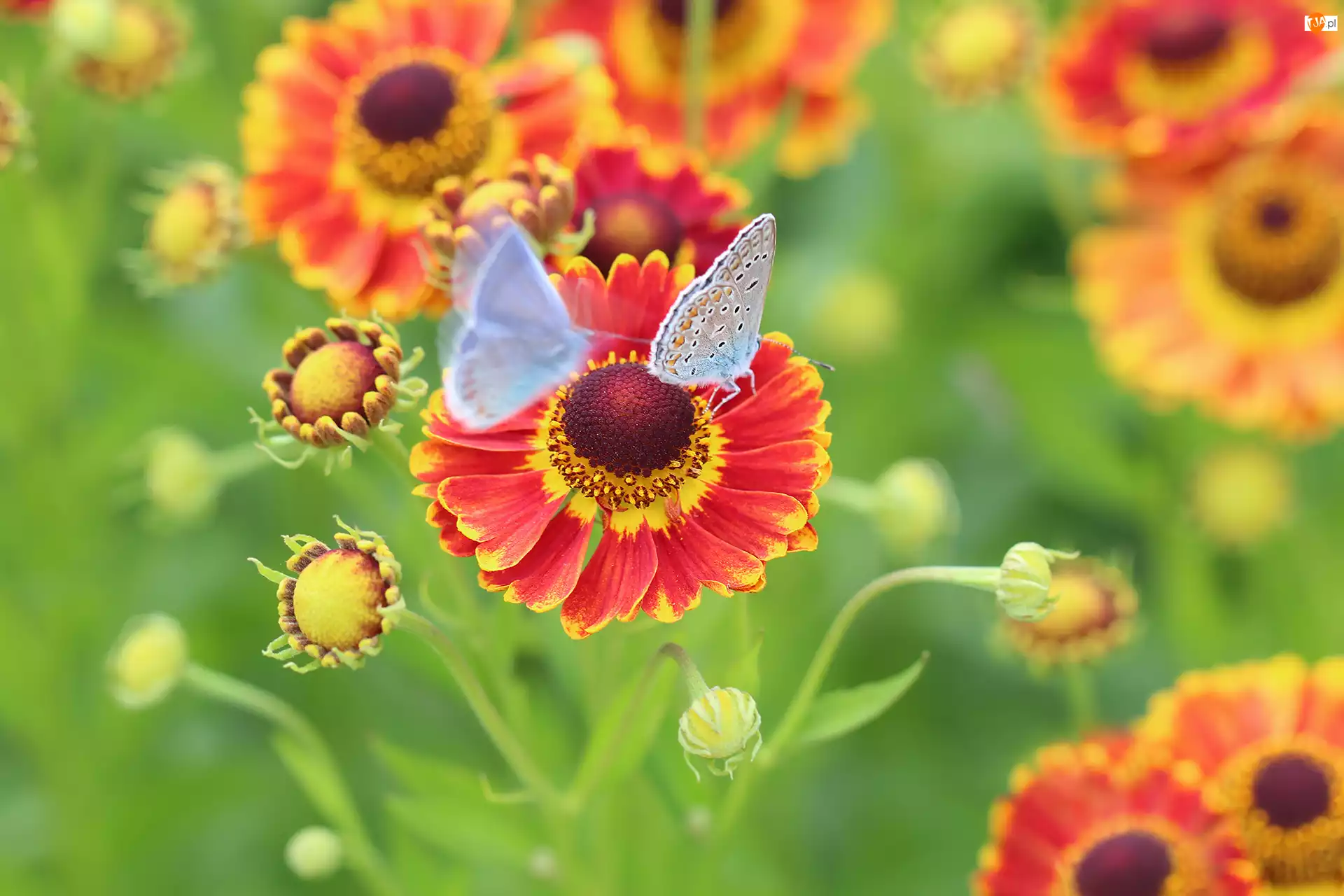Modraszki, Dzielżan ogrodowy, Kwiaty, Czerwone, Motyle