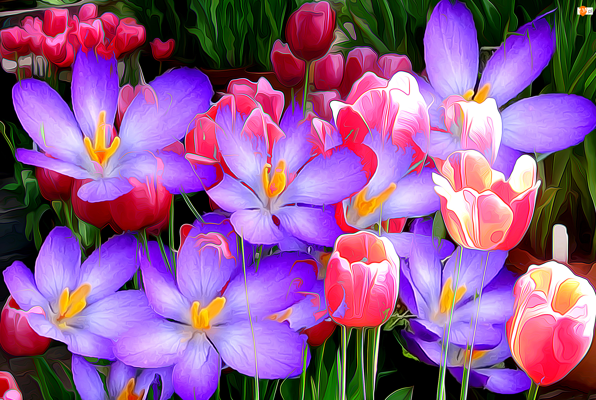 Fractalius, Kwiaty, Krokusy, Tulipany