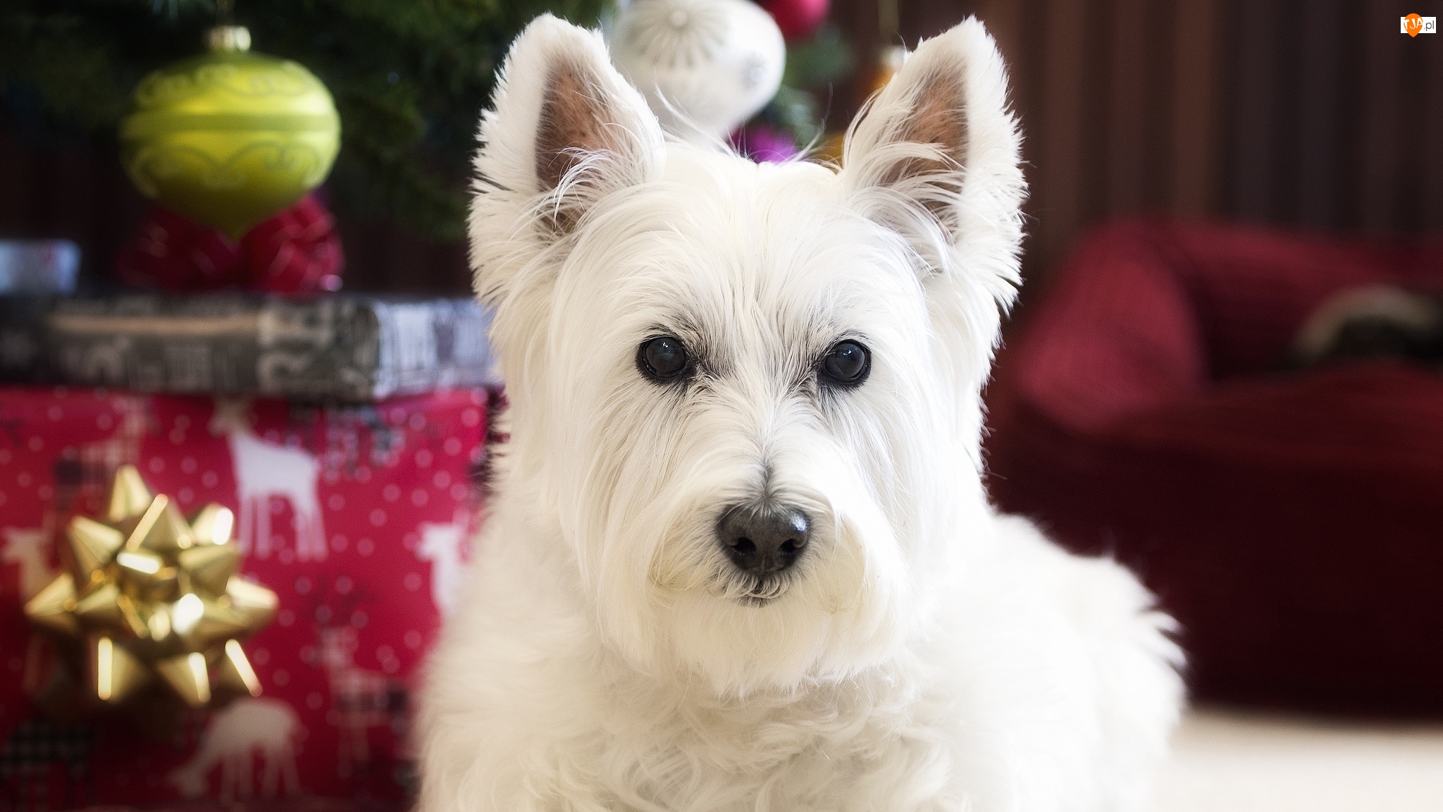 Świąteczne, Pies, Mordka, West highland white terrier, Ozdoby