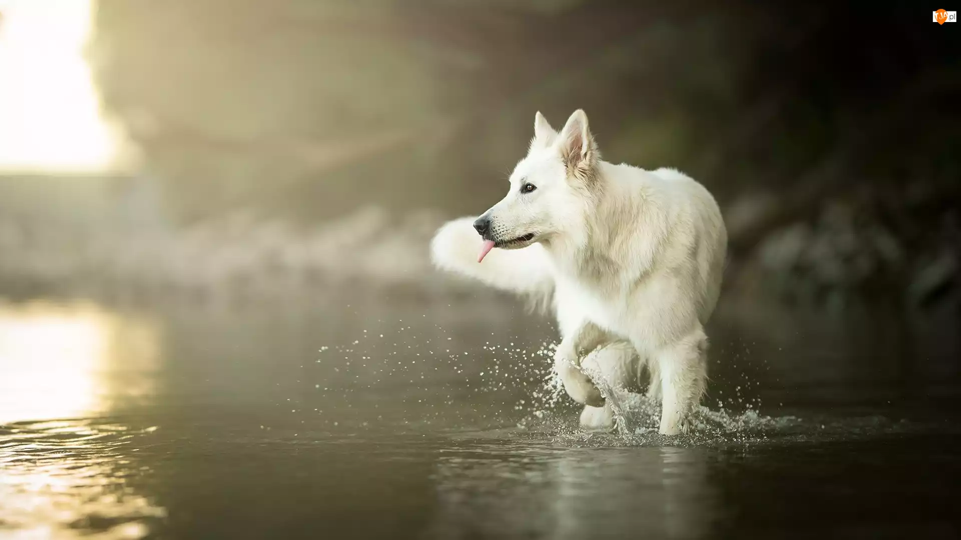 Woda, Pies, Biały owczarek szwajcarski