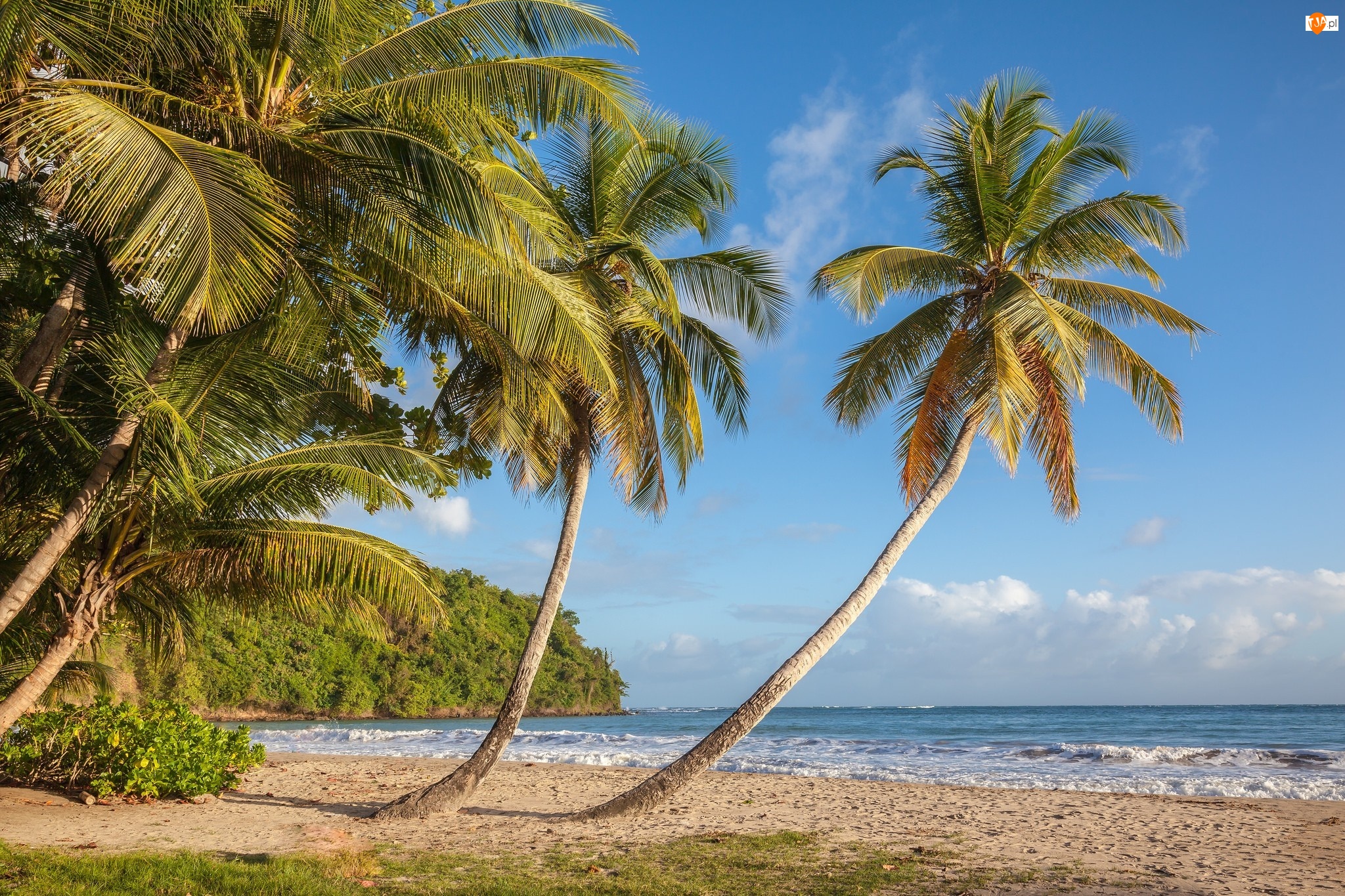 Morze Karaibskie, Wyspa, Grenada, Tropiki, Plaża La Sagesse, Palmy