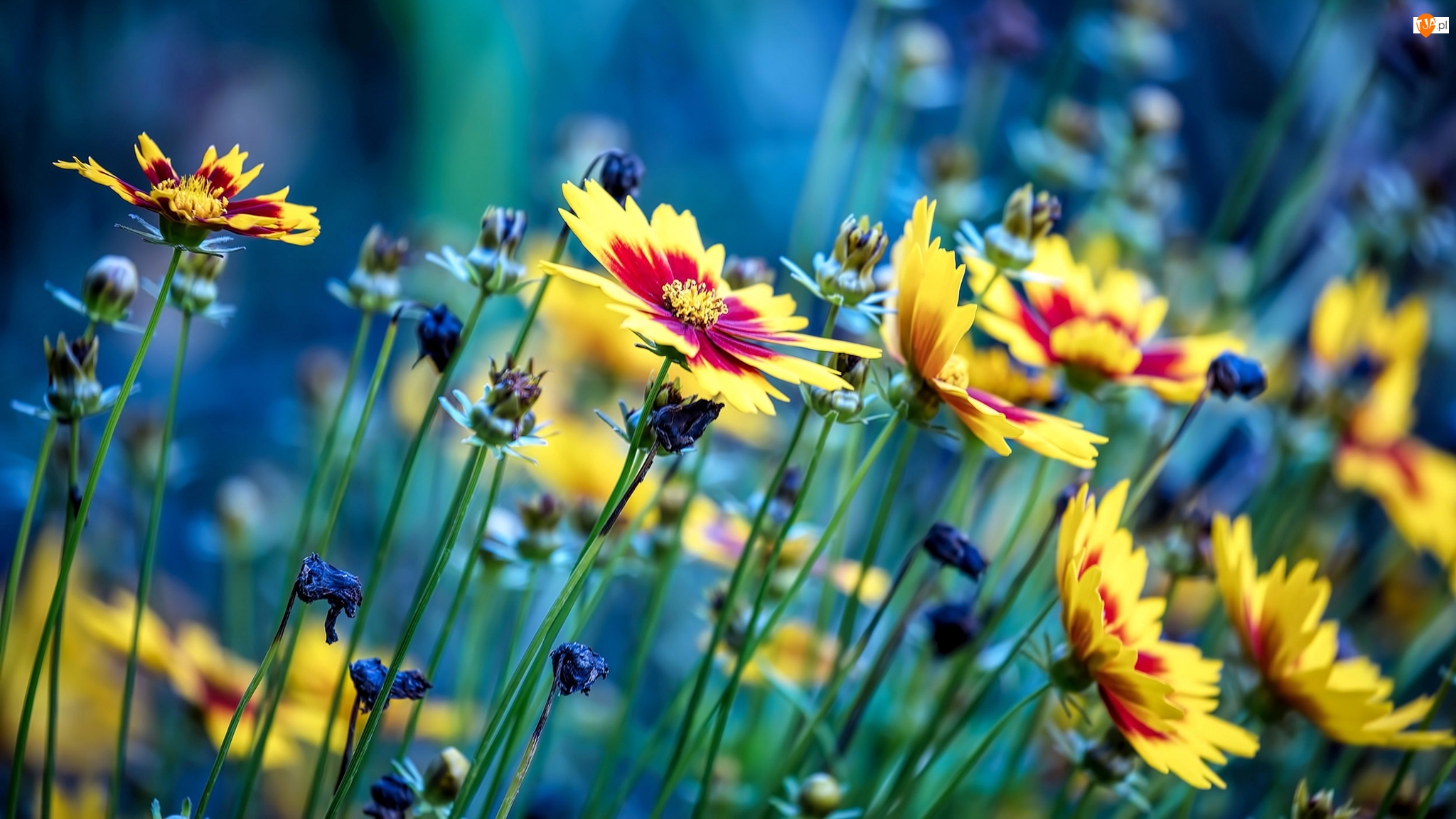 łąka, Kwiaty, Nachyłki Ladybird