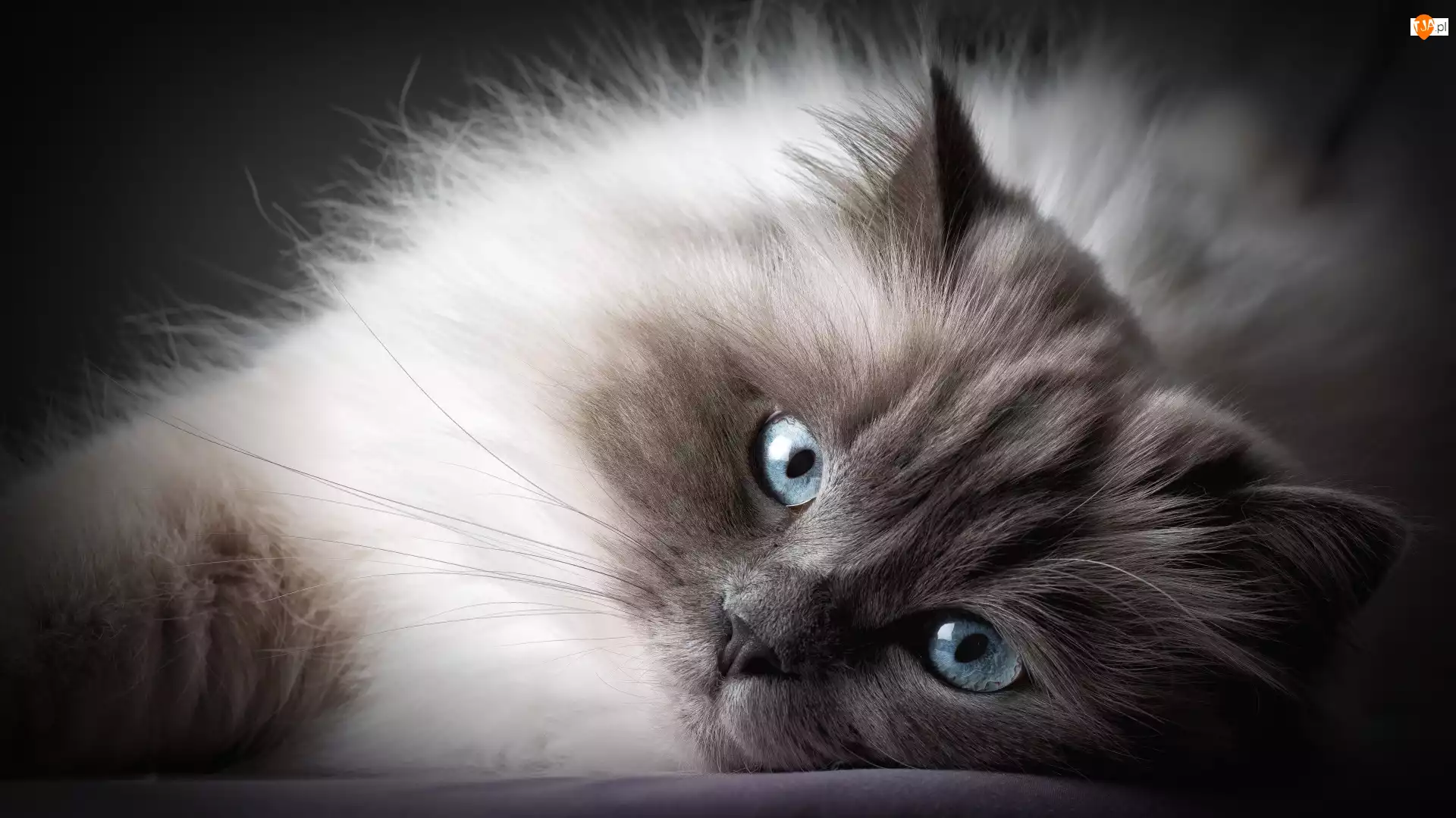 Kot birmański, Mordka, Niebieskie, Oczy