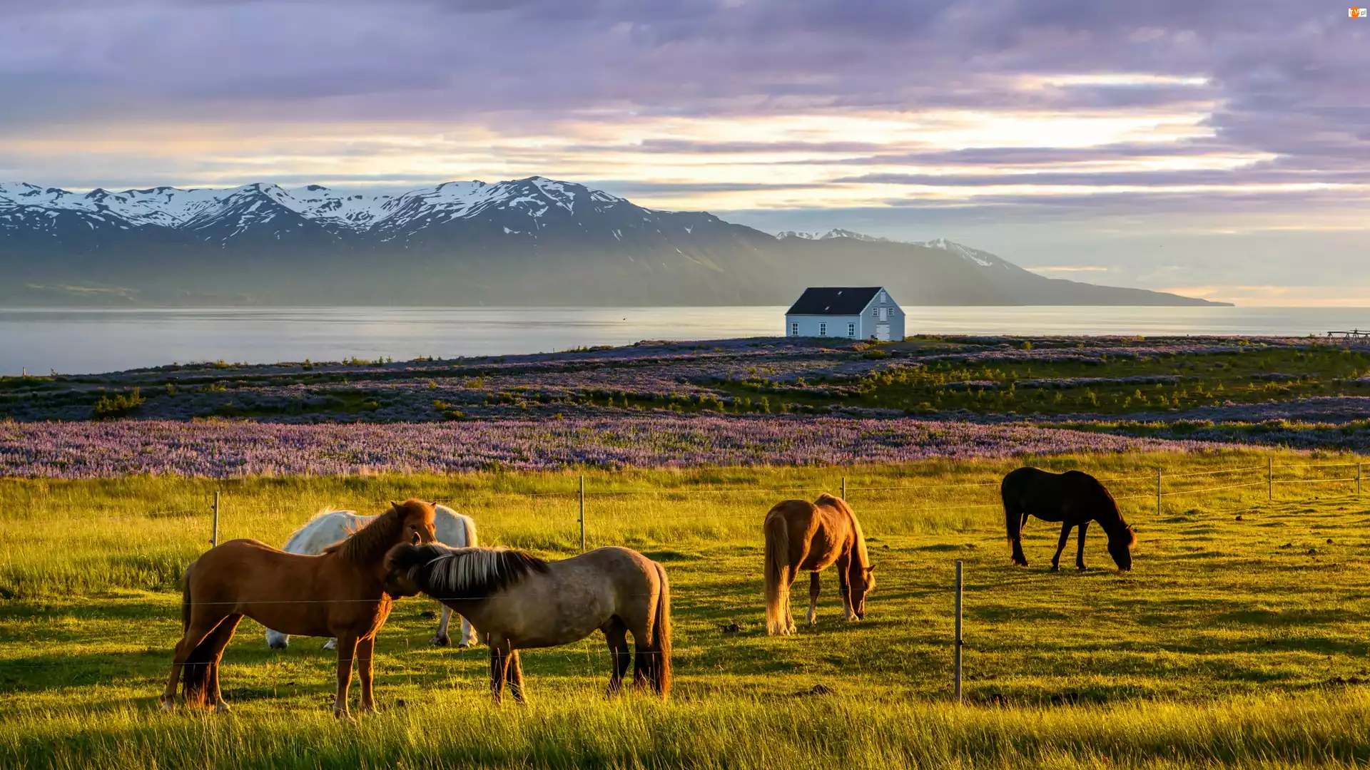Konie, Wrzosy, Islandia, Dom, Fiord Skagafjordur, Łąka