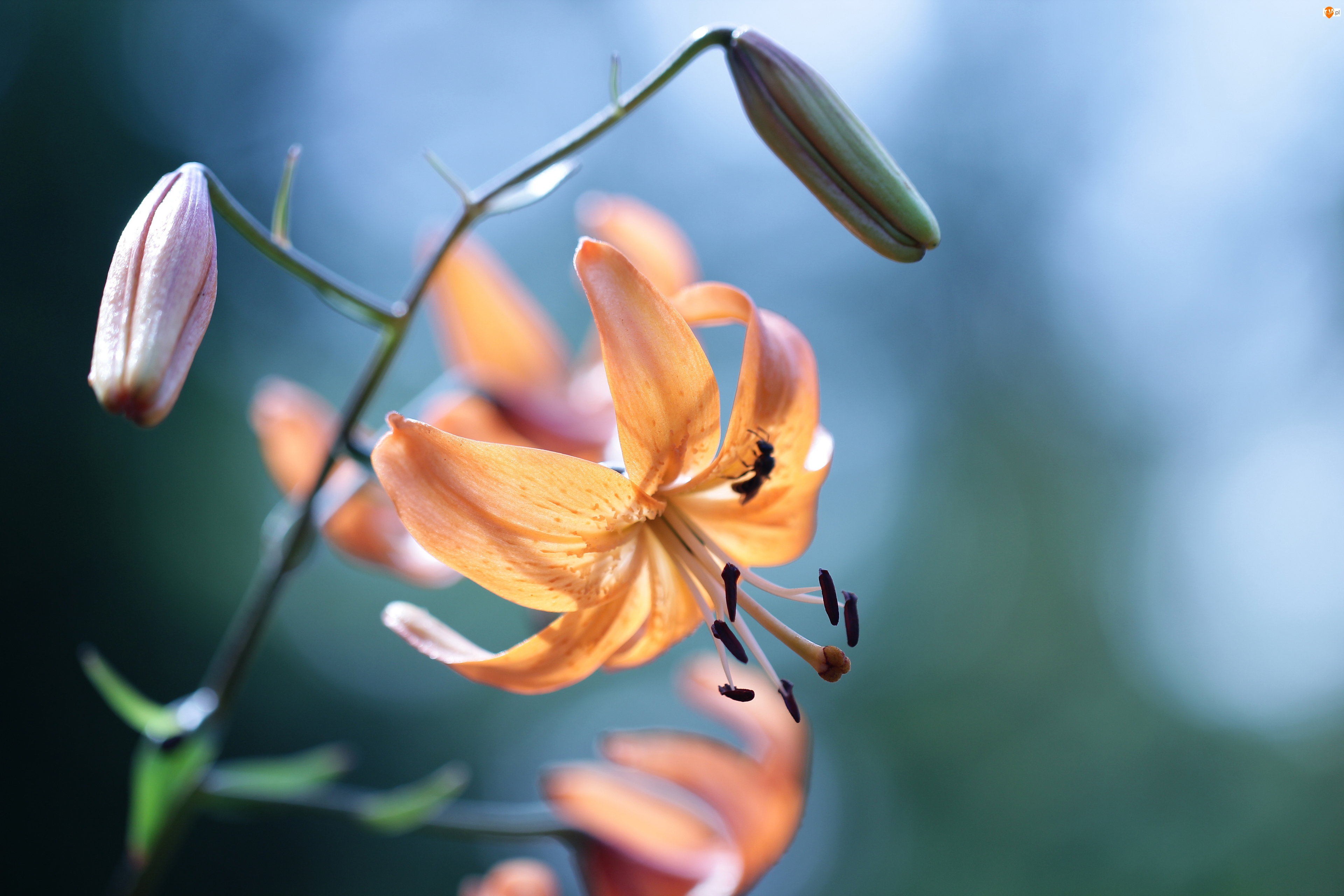 Pomarańczowy, Lilia tygrysia, Kwiat