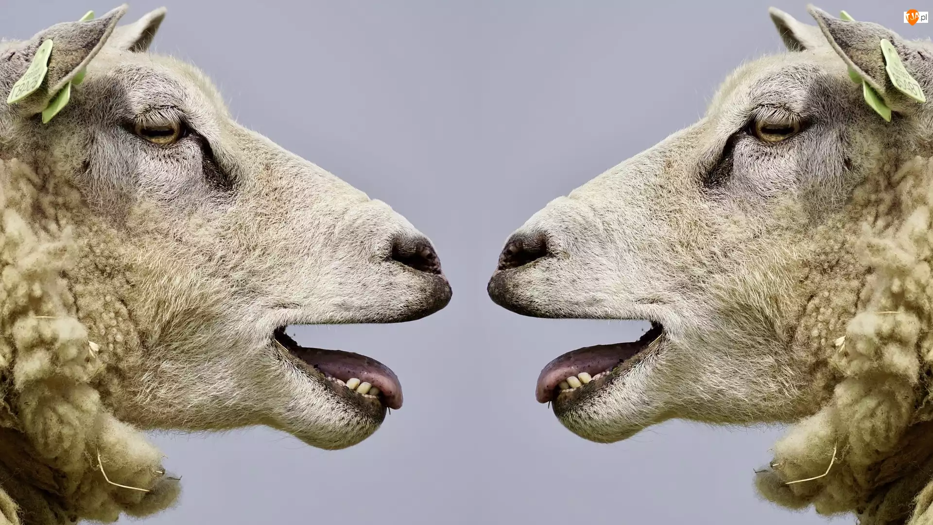 Profil, Dwie, Owce