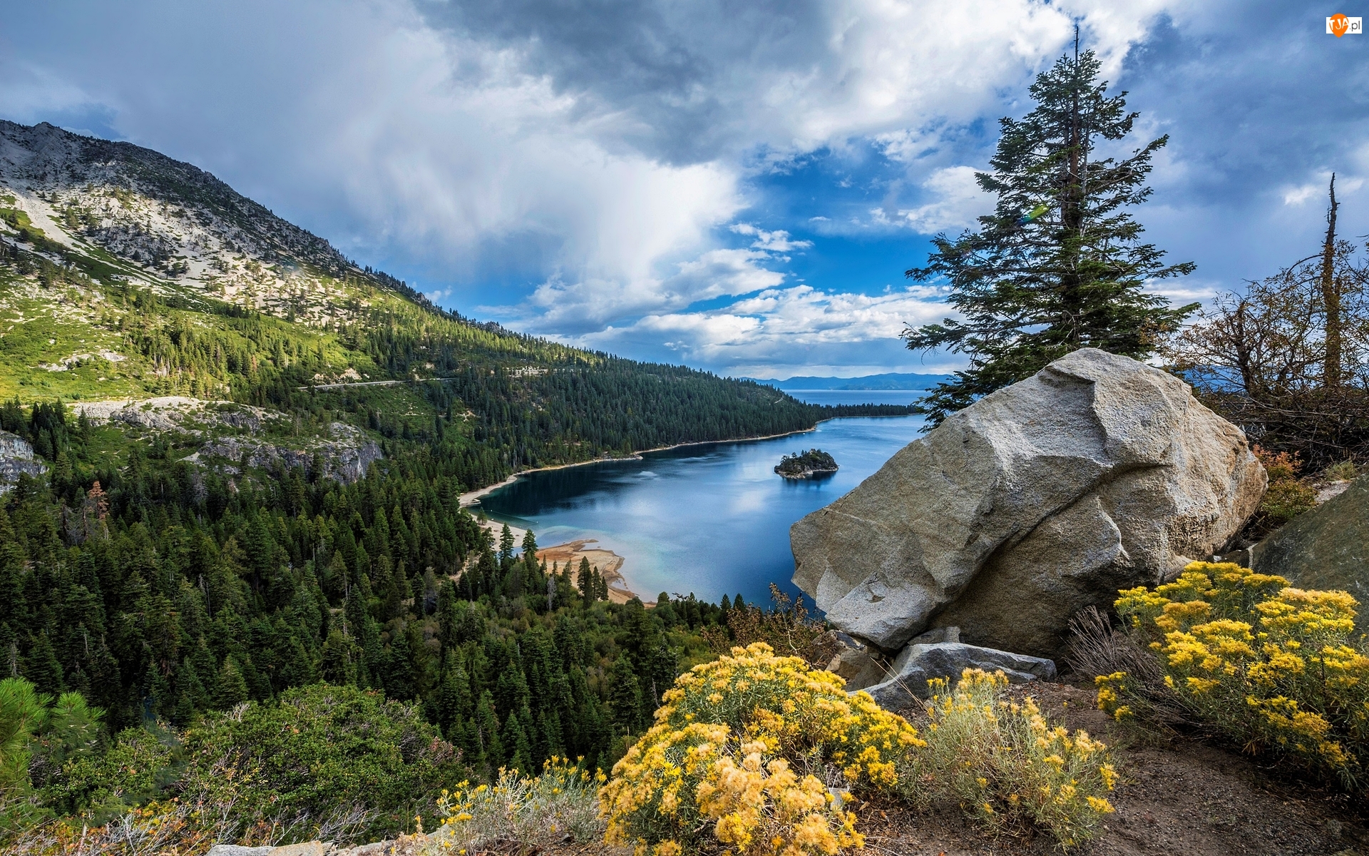 Stan Kalifornia, Jezioro Tahoe, Kwiaty, Stany Zjednoczone, Kamienie, Lasy, Góry Sierra Nevada