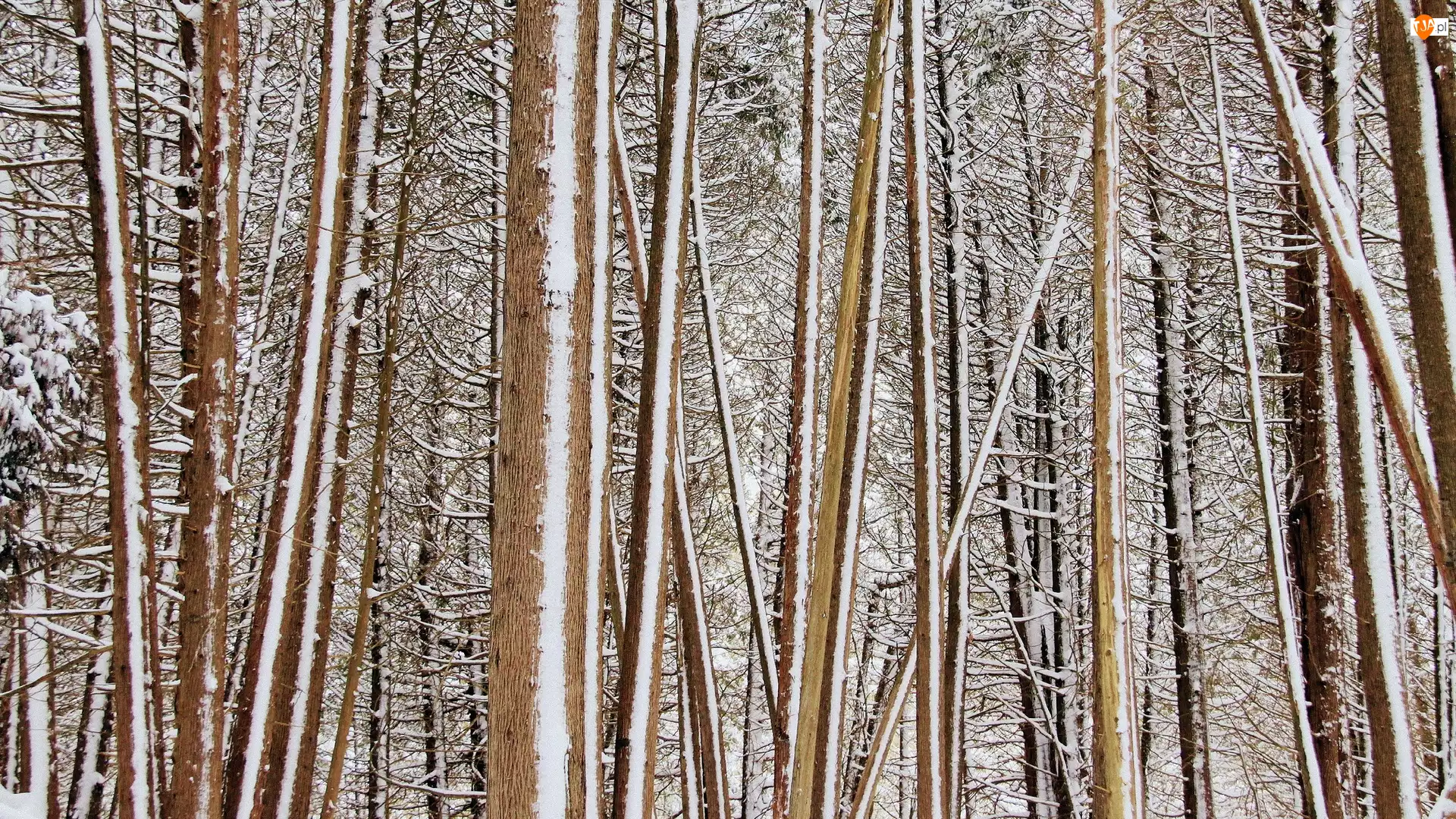 Drzewa, Śnieg, Las, Zima