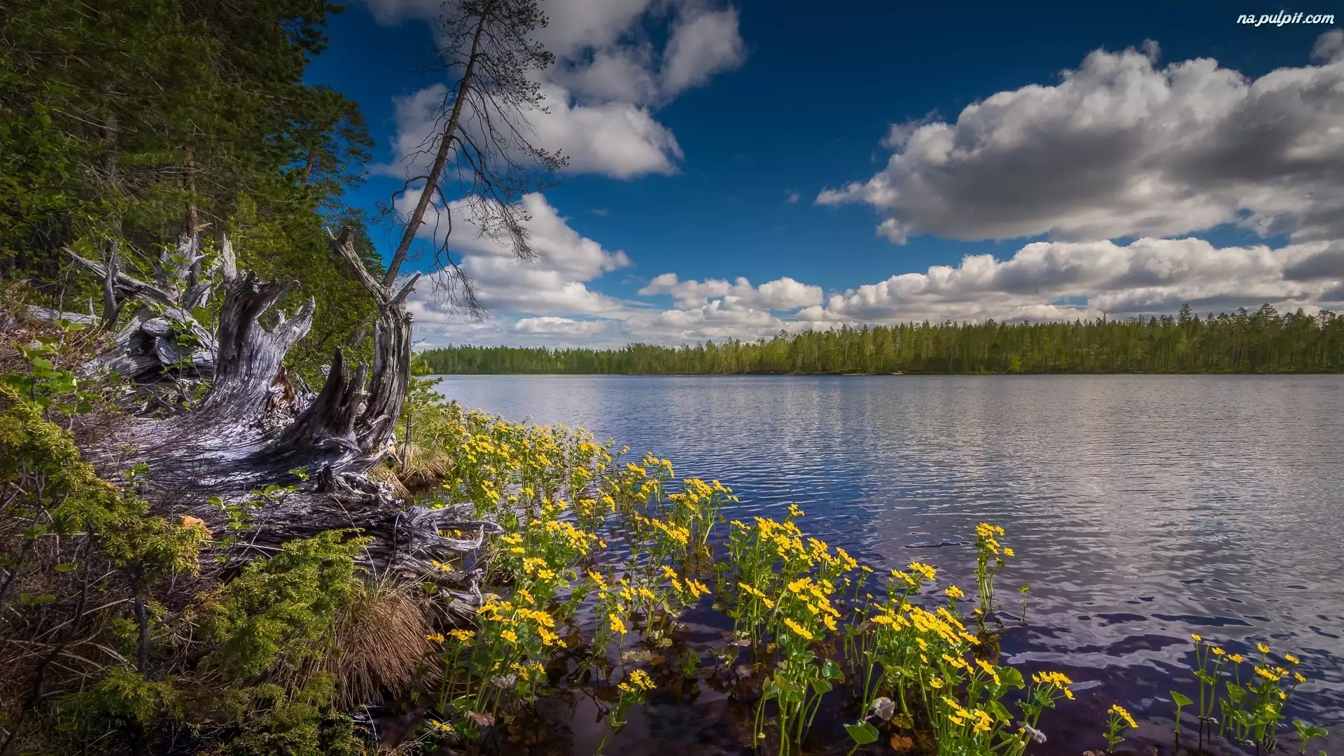 Kwiaty, Chmury, Kaczeńce, Region Kainuu, Jezioro, Finlandia, Żółte, Park Narodowy Hossa, Drzewa