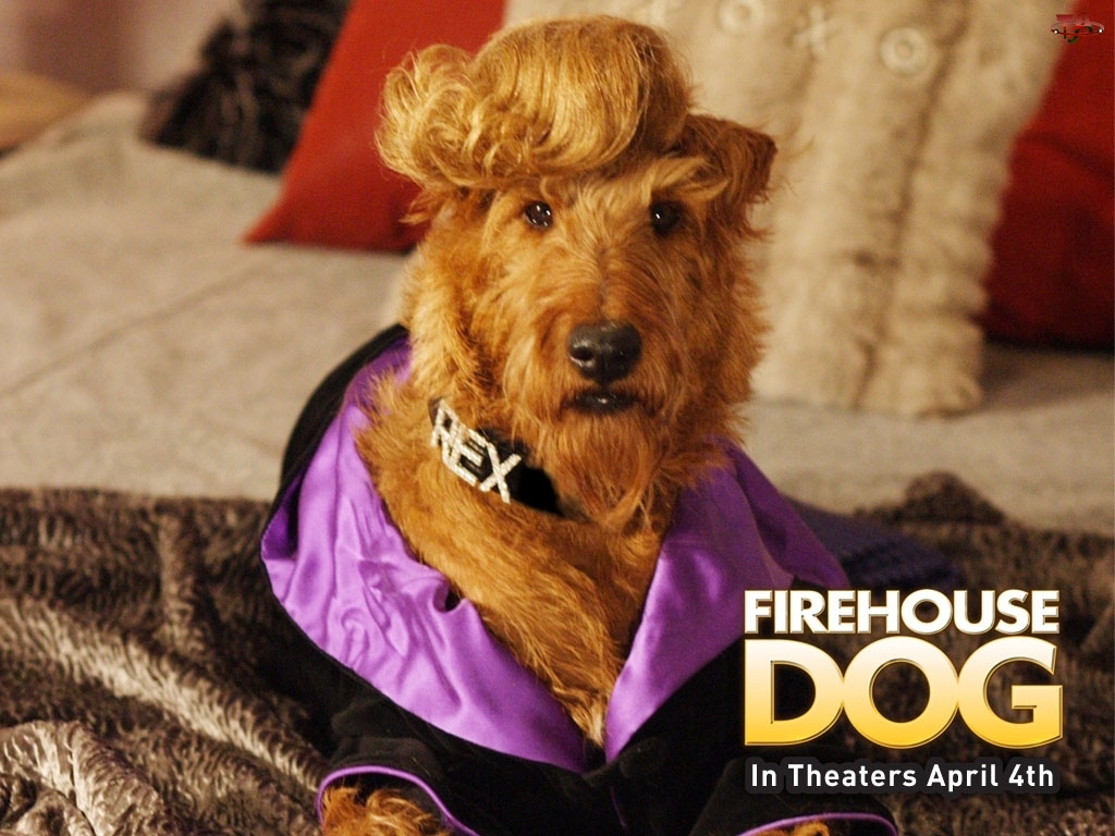 Firehouse Dog, kanapa, pies, grzywa