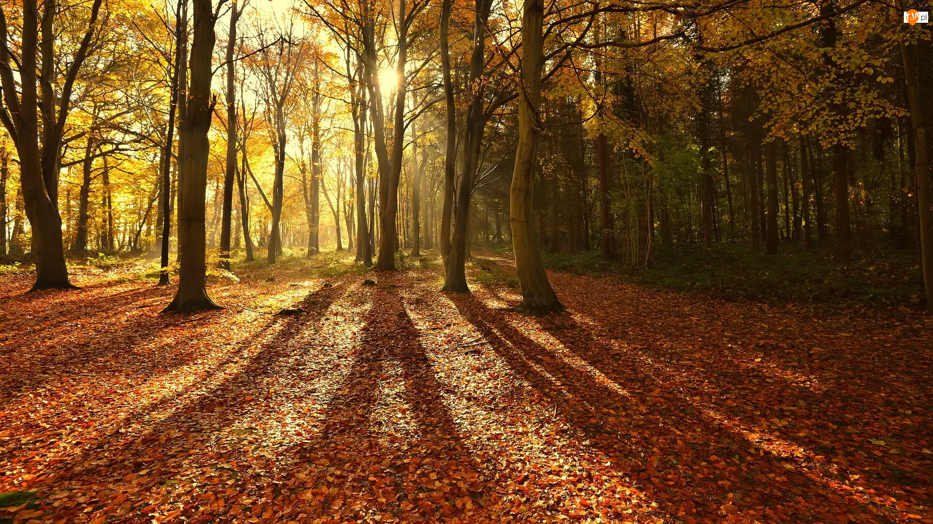 Las, Las Bacton Woods, Hrabstwo Norfolk, Anglia, Promienie Słońca, North Norfolk, Jesień