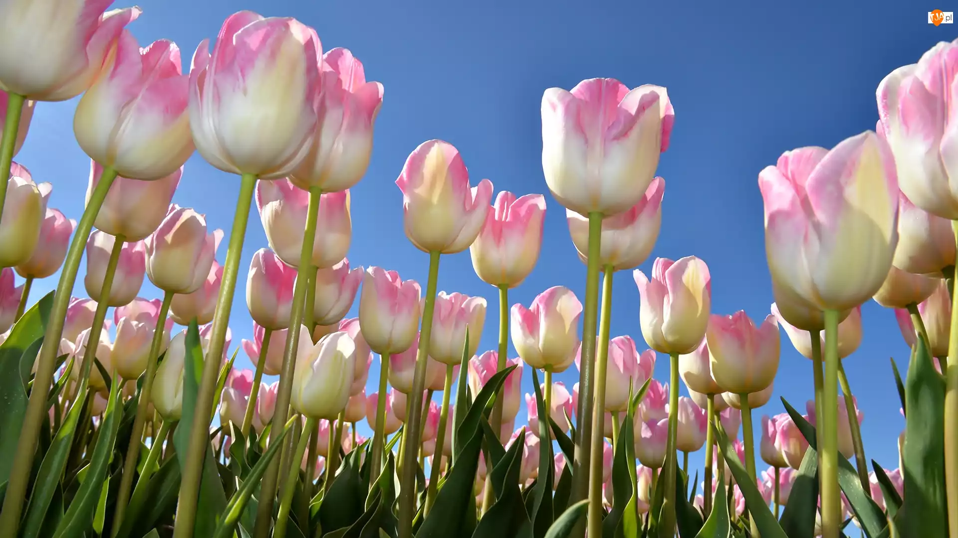 Niebo, Tulipany, Listki