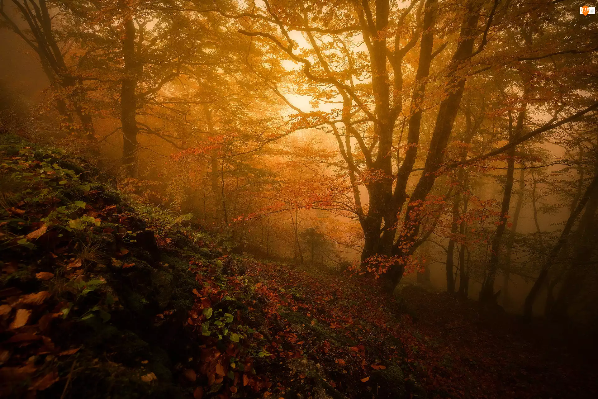 Jesień, Las, Francja, Mgła, Region Oksytania, Drzewa