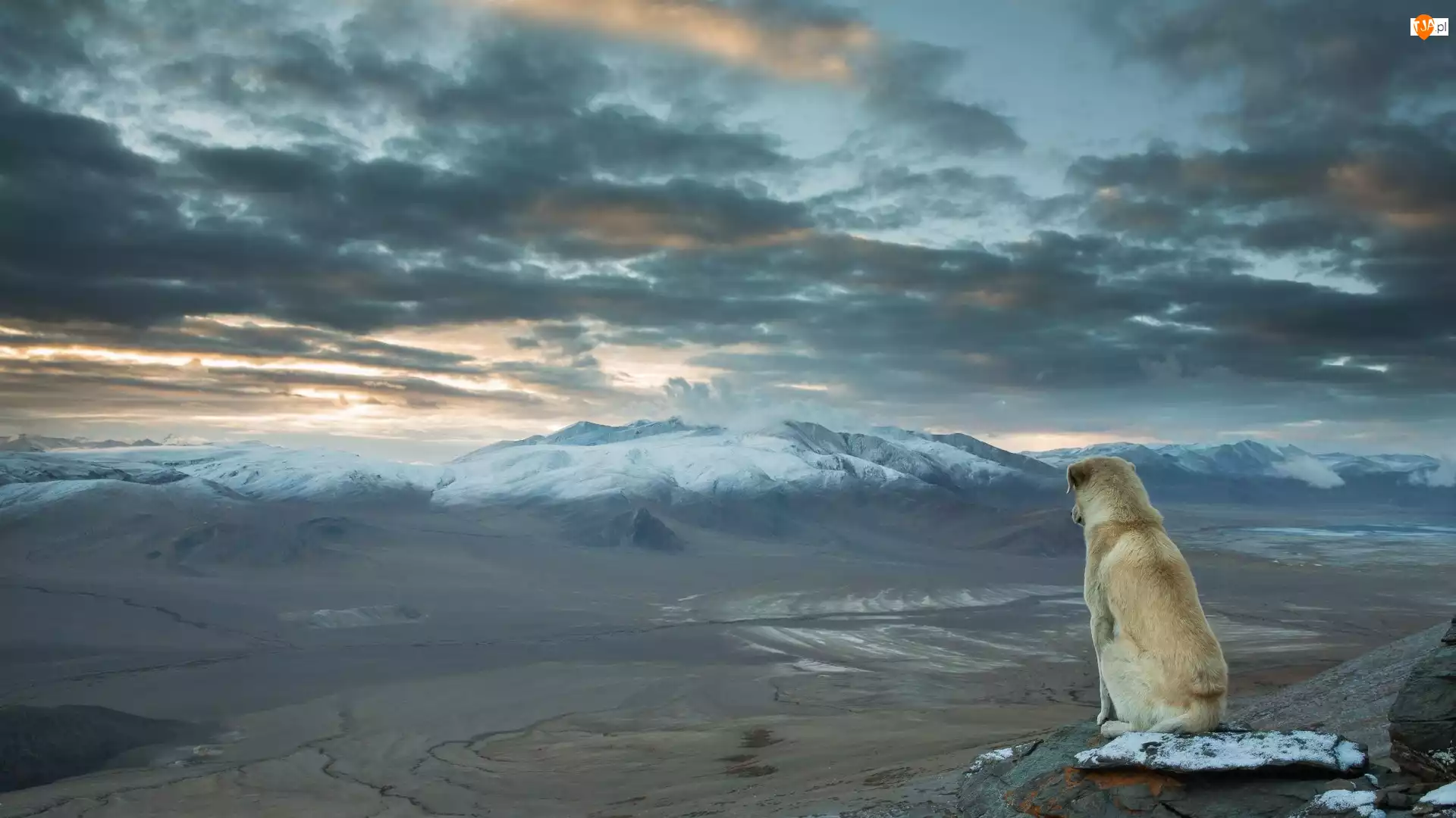 Pies, Indie, Góry Himalaje, Chmury, Dolina