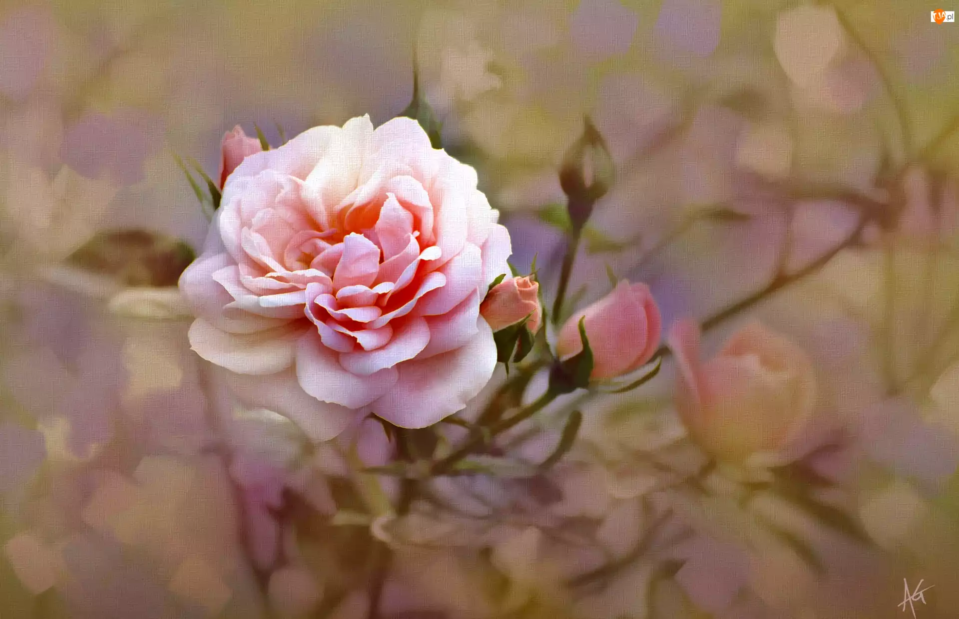 Pąki, Róża, Różowy, Alberto Guillen, Kwiat, Reprodukcja obrazu