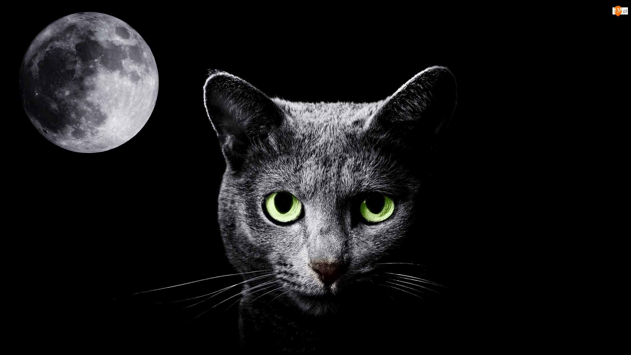 Noc, Grafika 2D, Kot, Czarny, Księżyc