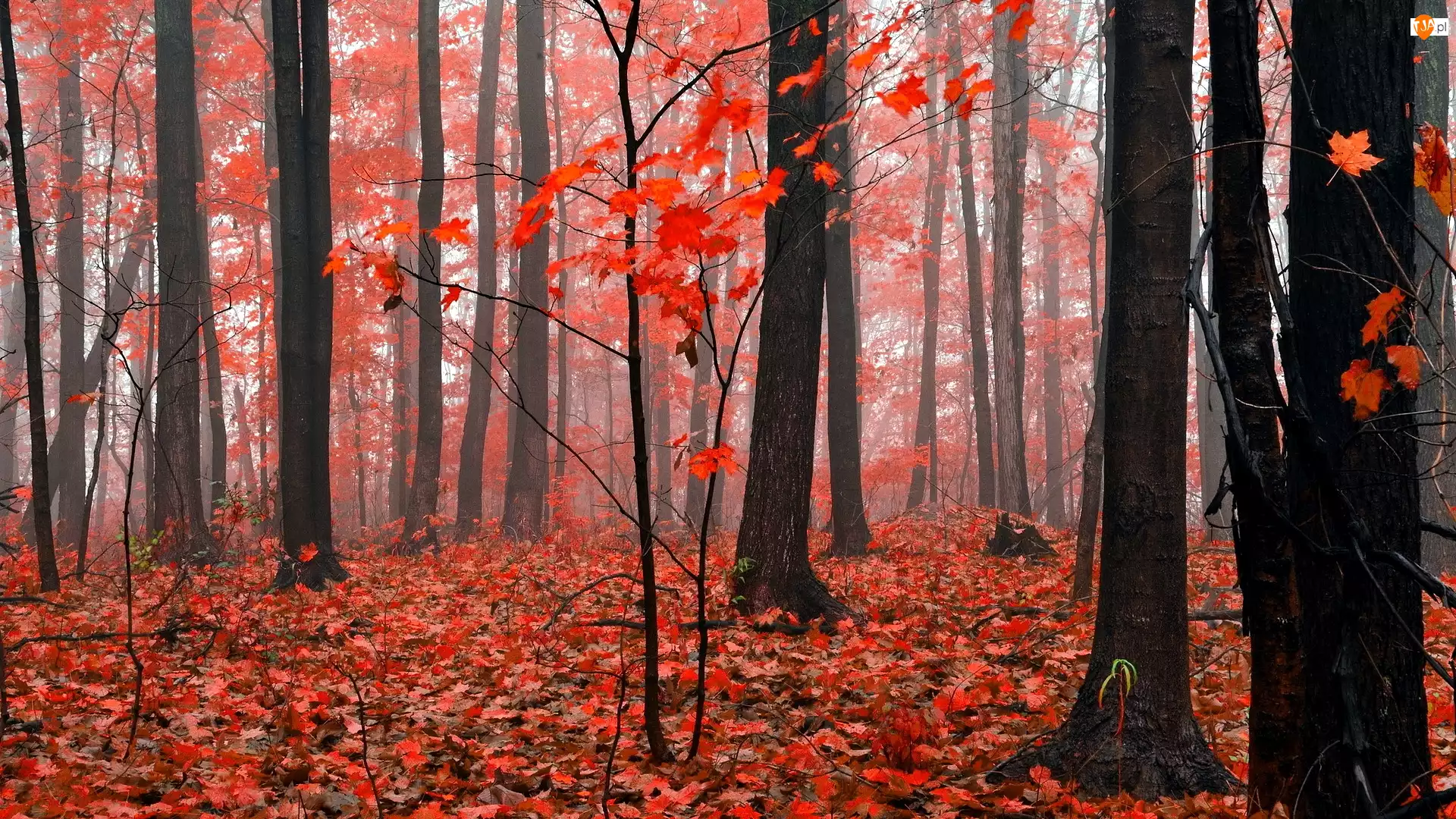 Liście, Jesień, Drzewa, Las, Czerwone