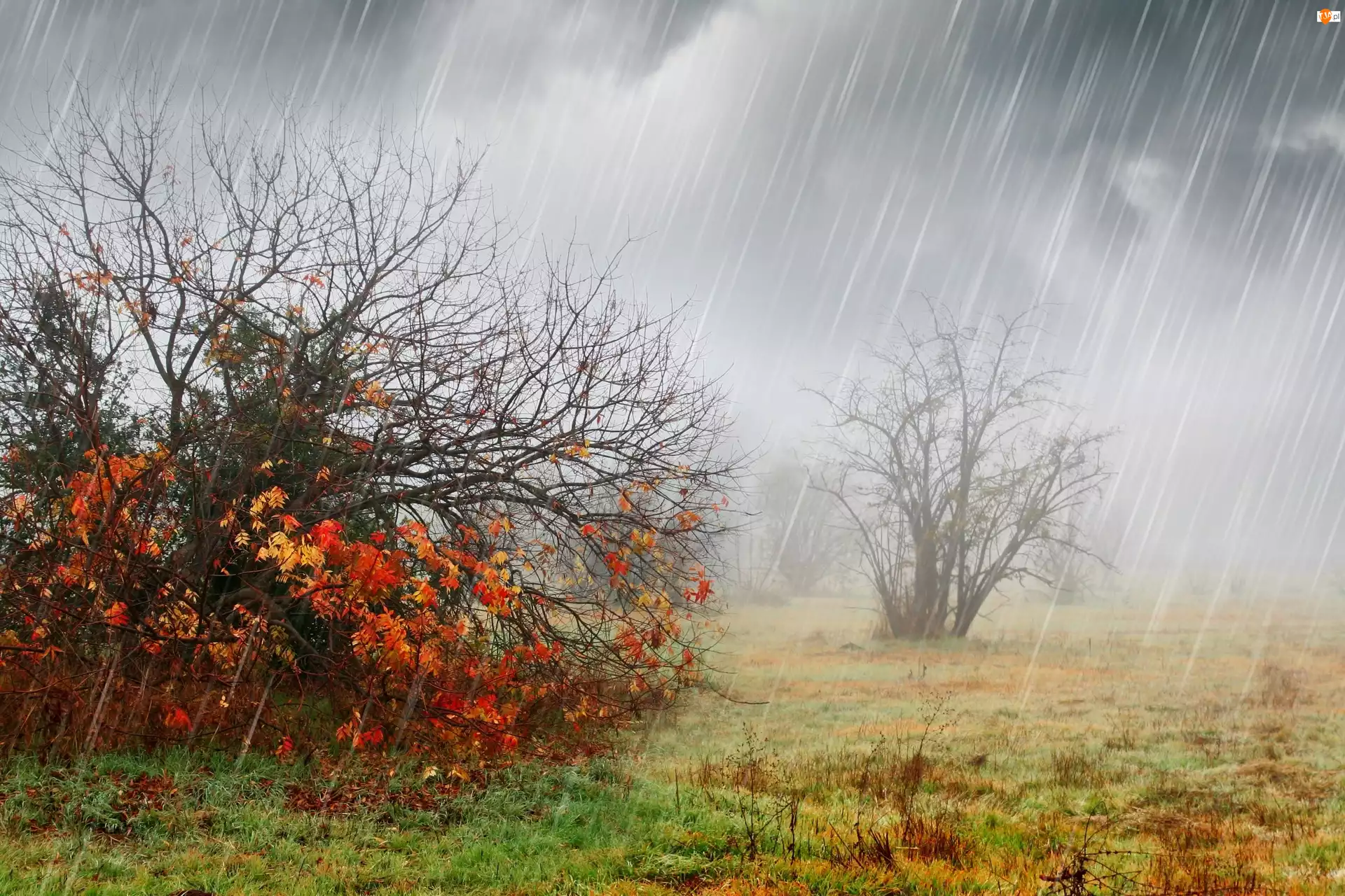 Krzewy, Jesień, Deszcz