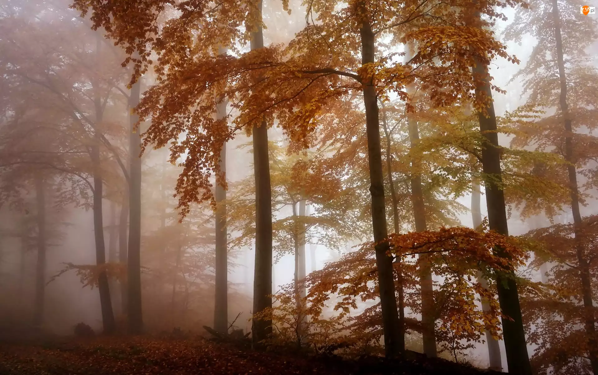 Liście, Jesień, Las, Mgła, Drzewa
