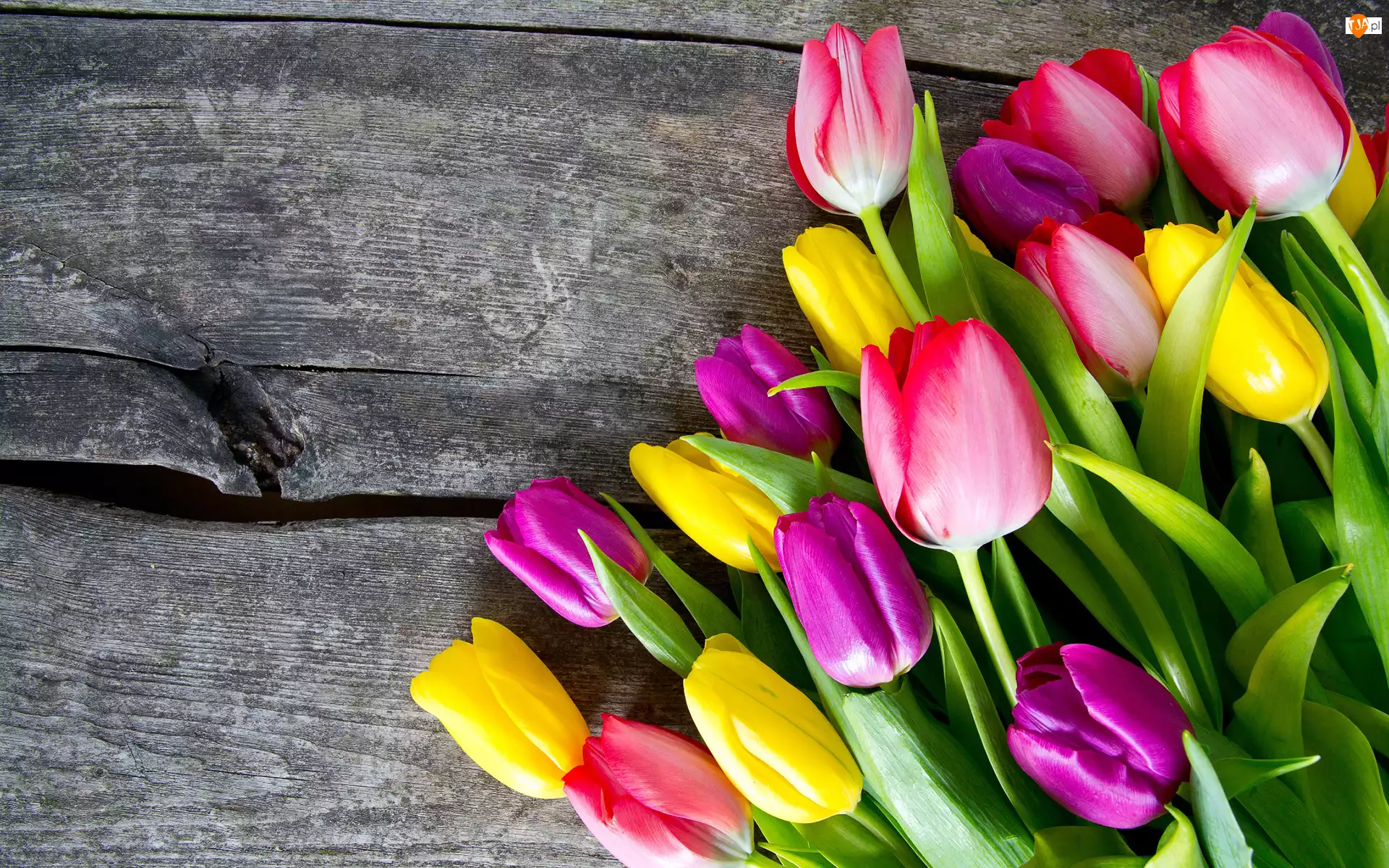 Deski, Kolorowe, Tulipany