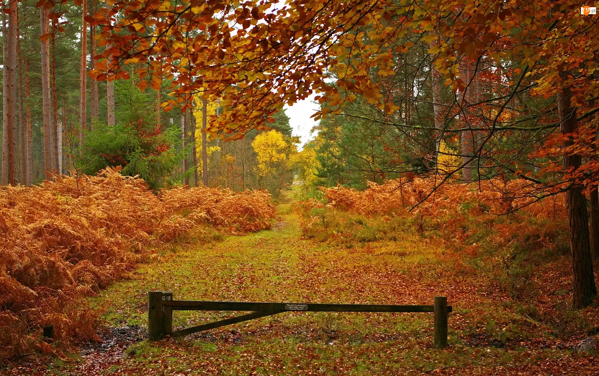Drzewa, Las, Hrabstwo Hampshire, Anglia, Liście, Park Narodowy New Forest, Jesień