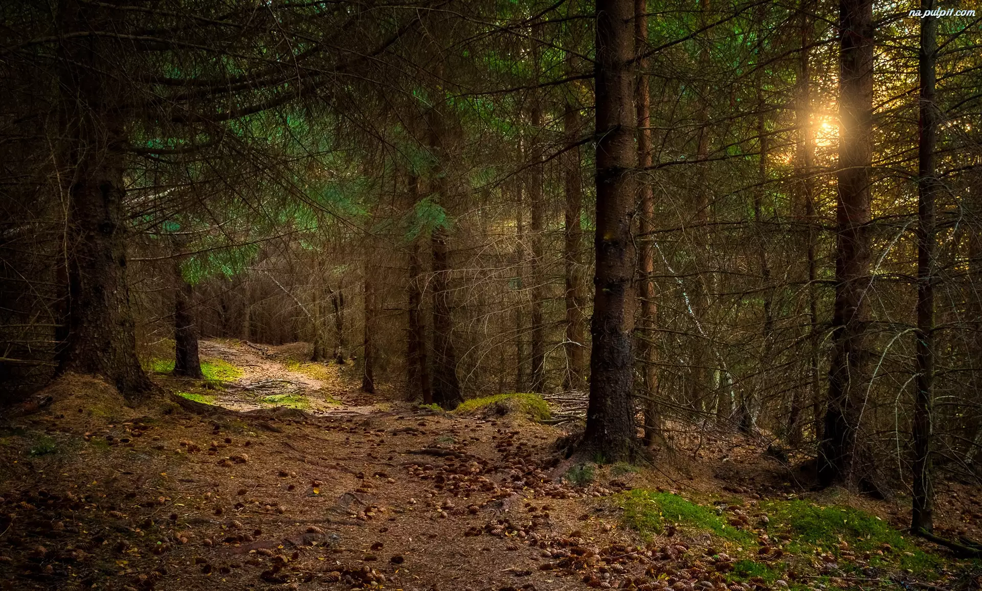 Drzewa, Las, Region Rogaland, Norwegia, Przebijające światło, Gmina Sandnes, Ścieżka