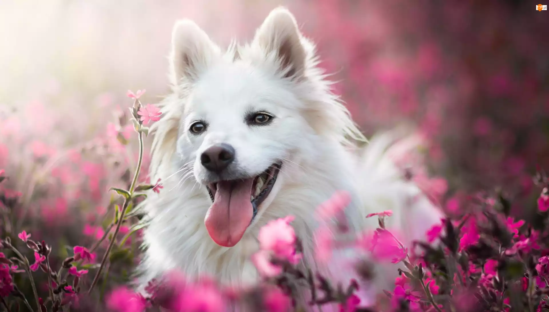 Biały, Rozmycie, Pies, Kwiaty