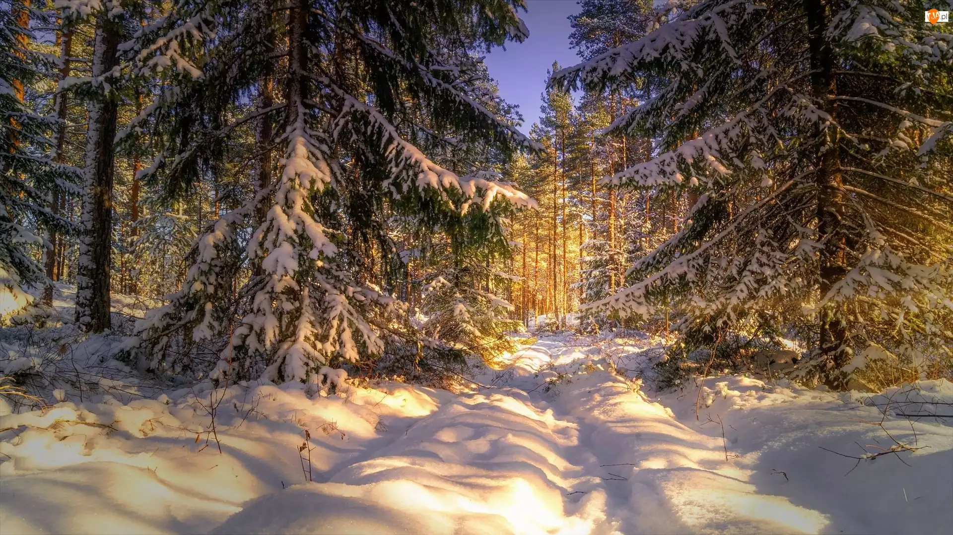 Drzewa, Słoneczny, Zima, Śnieg, Świerki, Las, Dzień