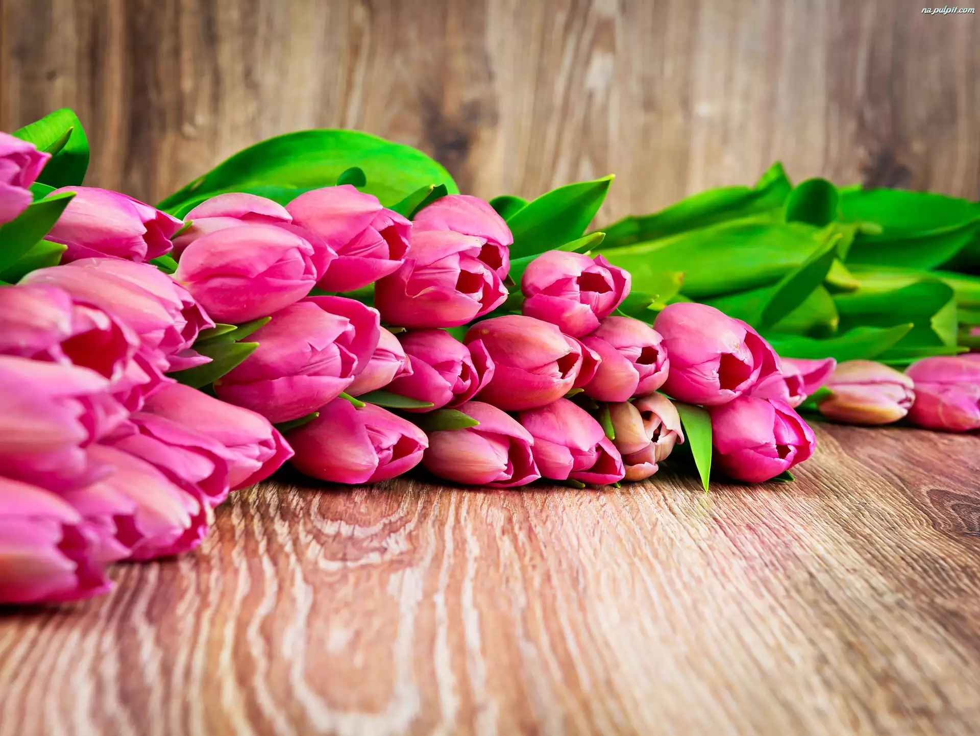 Deski, Różowe, Tulipany