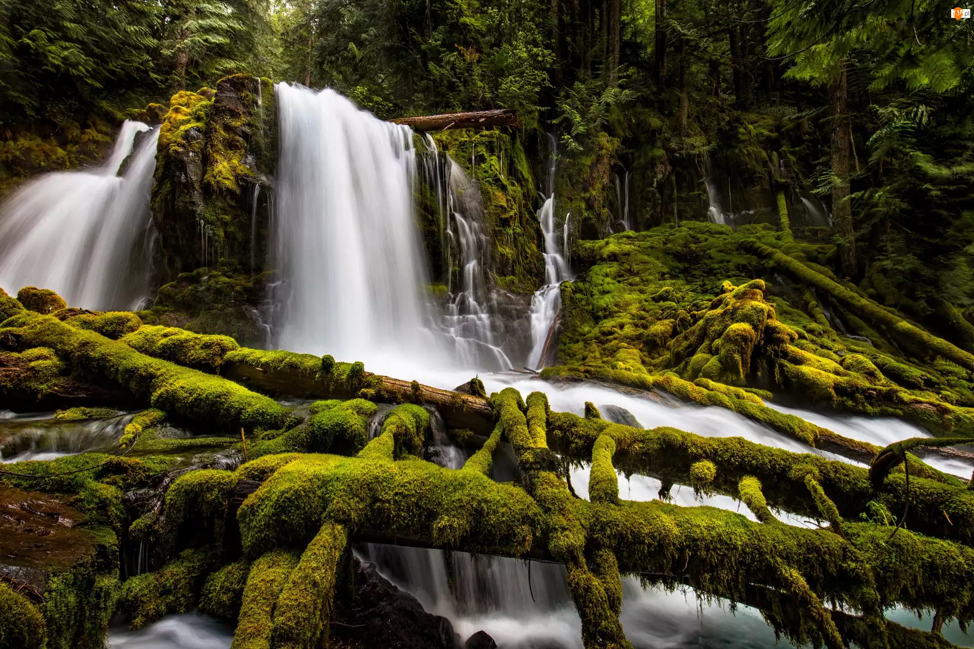 Wodospad Upper Downing Creek Falls, Las, Stan Oregon, Omszałe, Stany Zjednoczone, Gałęzie, Park Downing Creek Falls, Drzewa