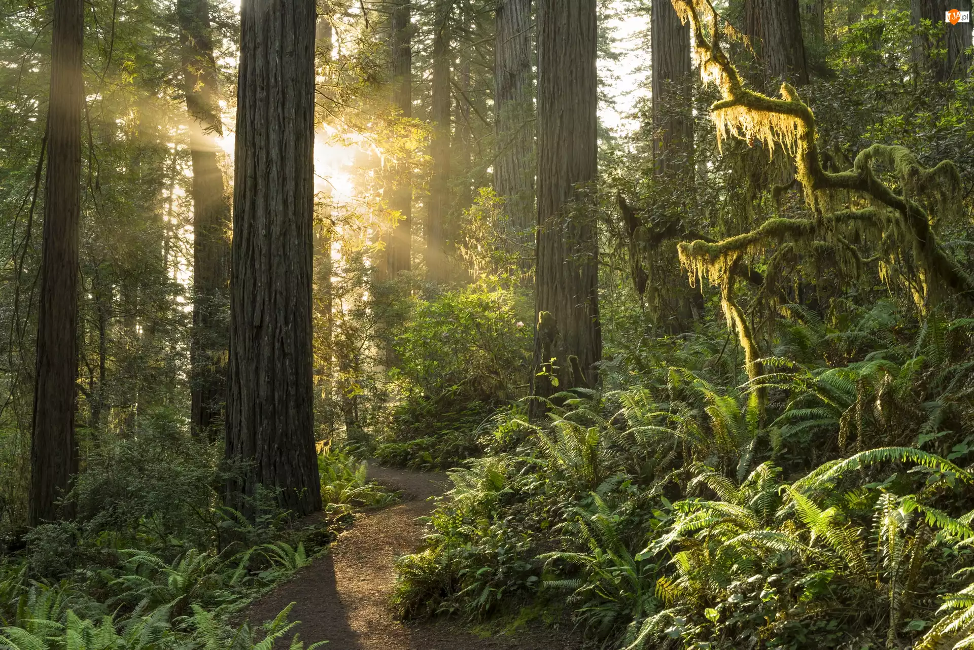 Paprocie, Las, Stan Kalifornia, Stany Zjednoczone, Przebijające światło, Park Narodowy Redwood, Drzewa