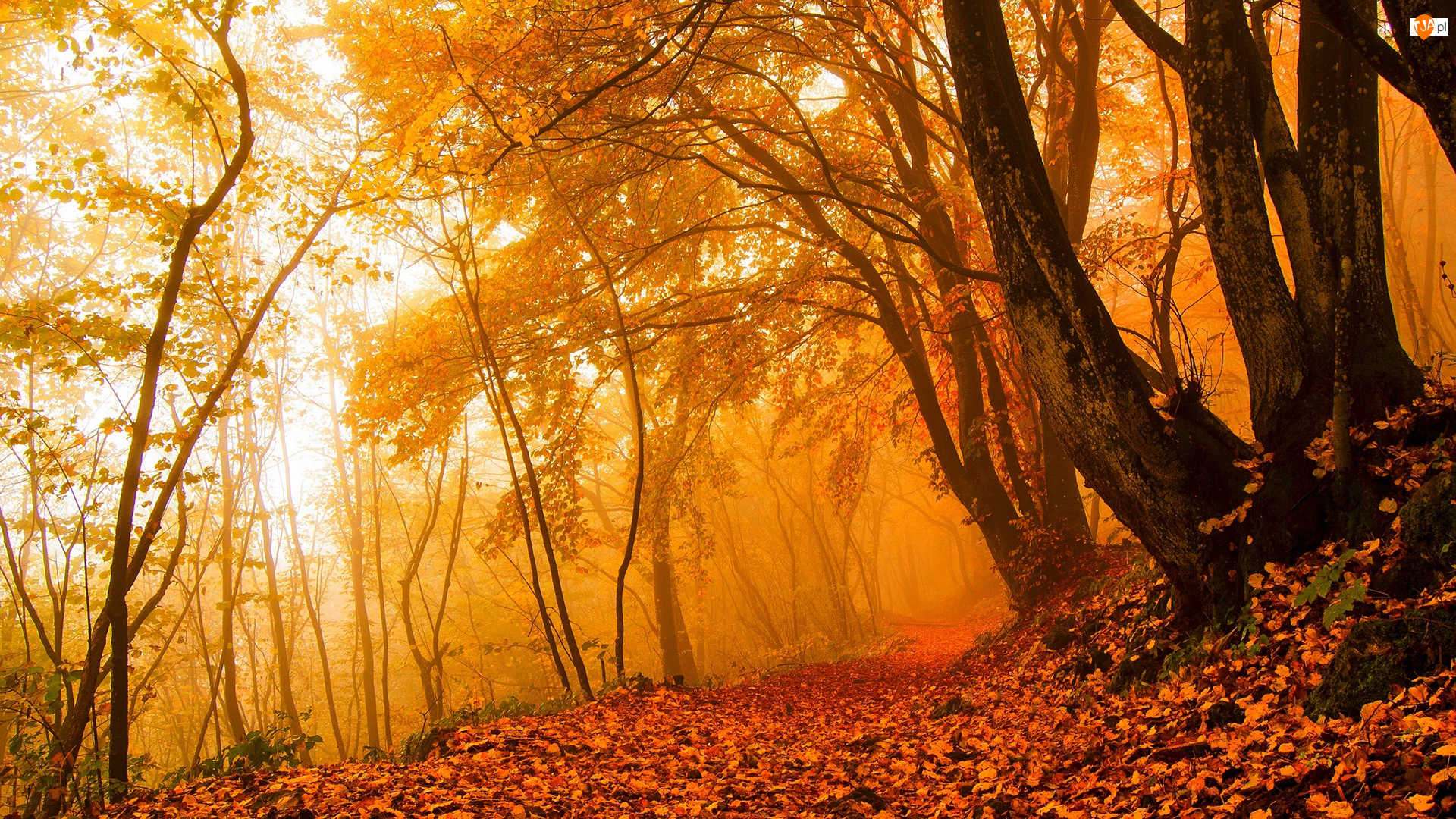Mgła, Jesień, Las, Drzewa, Liście