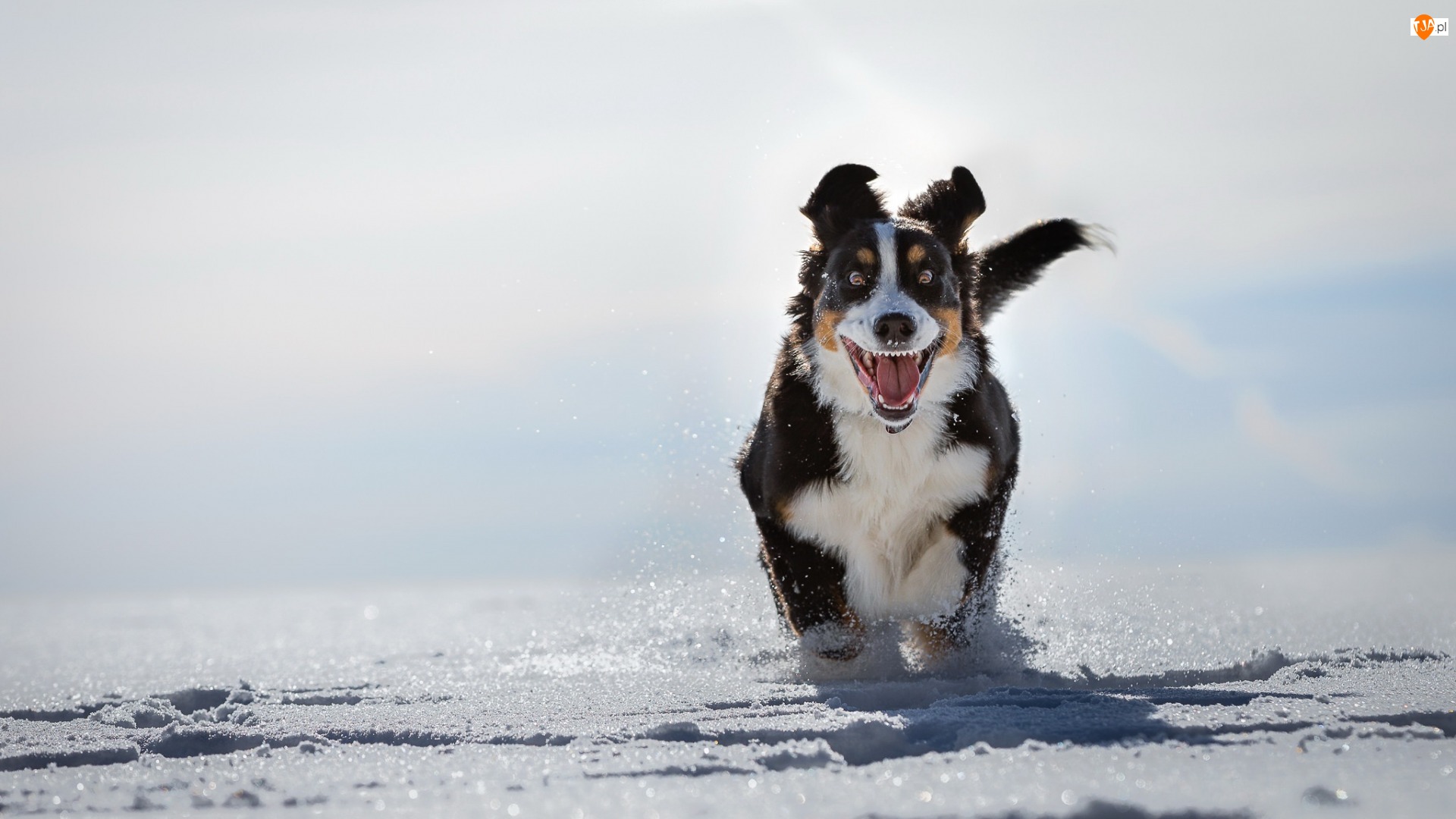 Berneński pies pasterski, Śnieg, Bieg, Zima