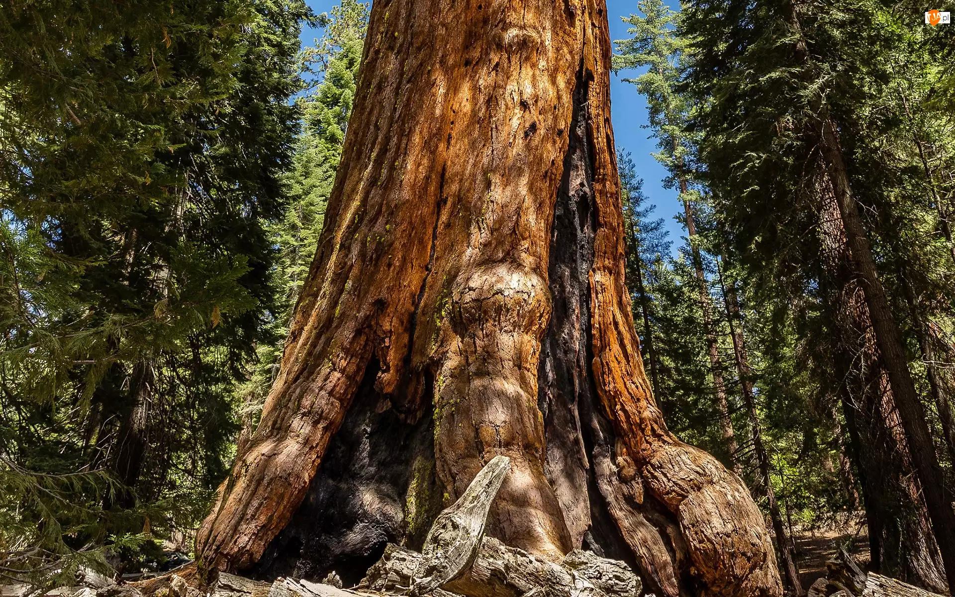 Park Narodowy Redwood, Drzewa, Stany Zjednoczone, Sekwoja, Stan Kalifornia, Las