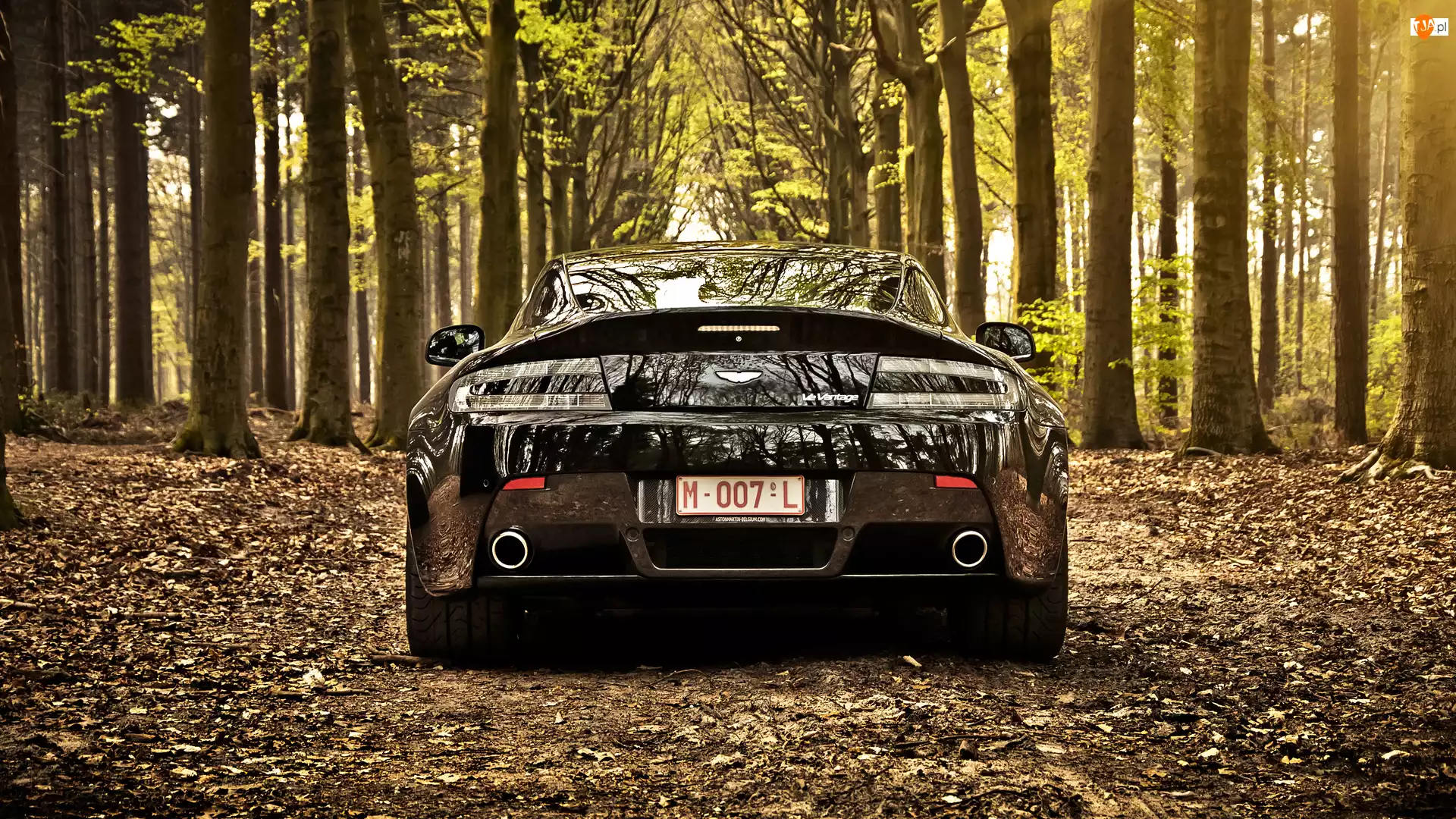 Aston Martin V8 Vantage Roadster, Drzewa, 2012, Las